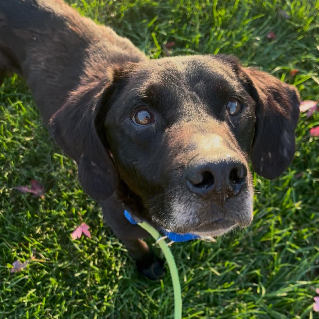 Enlarge Clover, a Adoptable mixed breed in Marysville, OH image 3/4