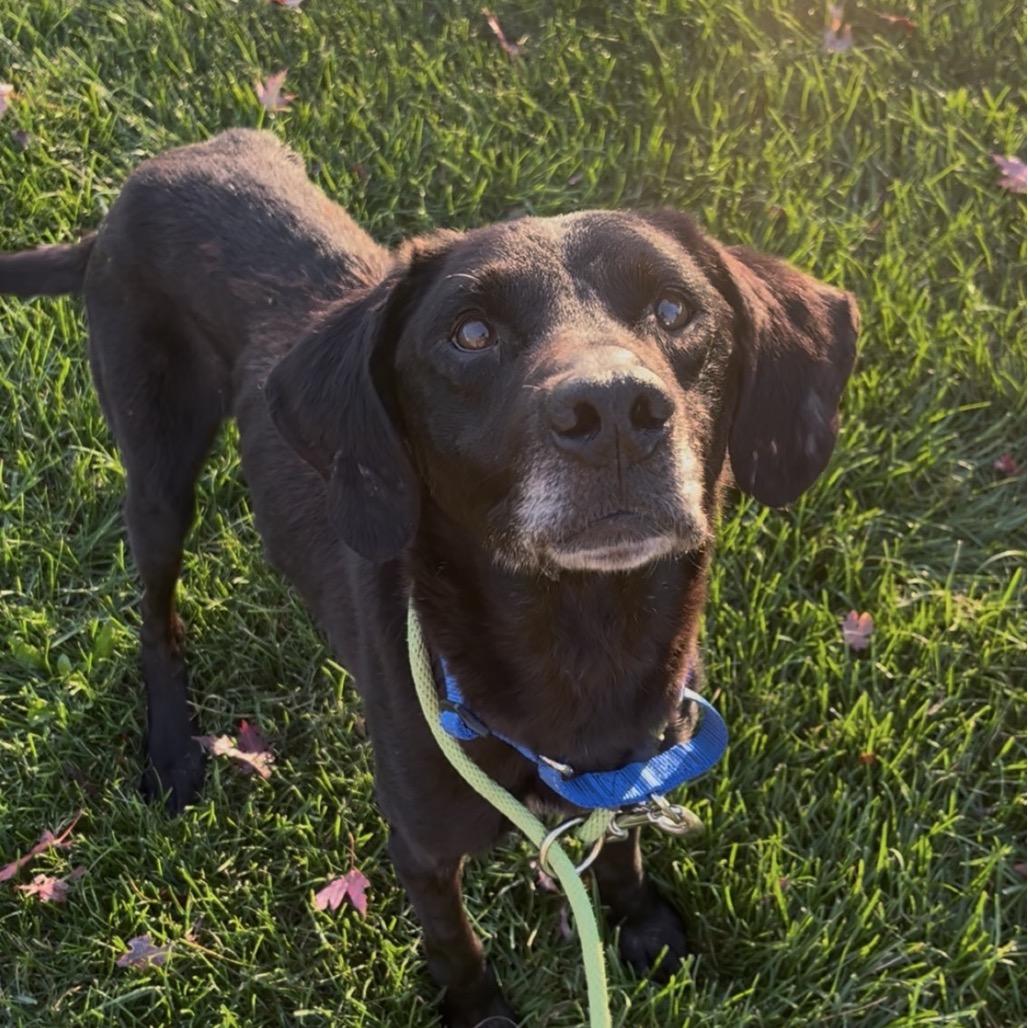 Enlarge Clover, a Adoptable mixed breed in Marysville, OH image 4/4