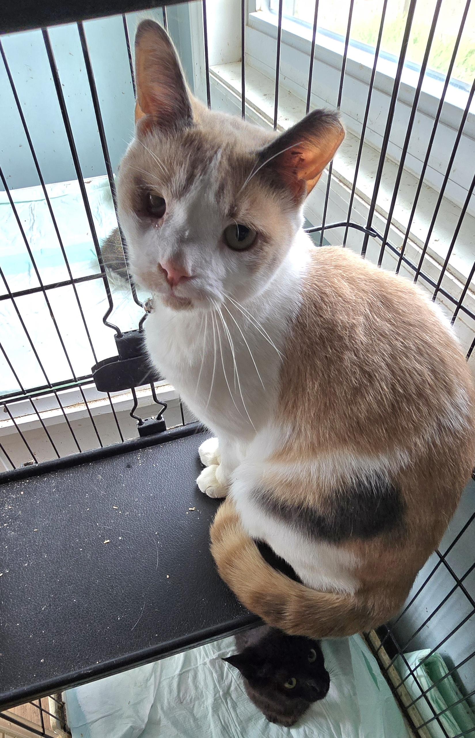 Dawn Marie, a Adopted Calico in Perth Amboy , NJ image 1/6