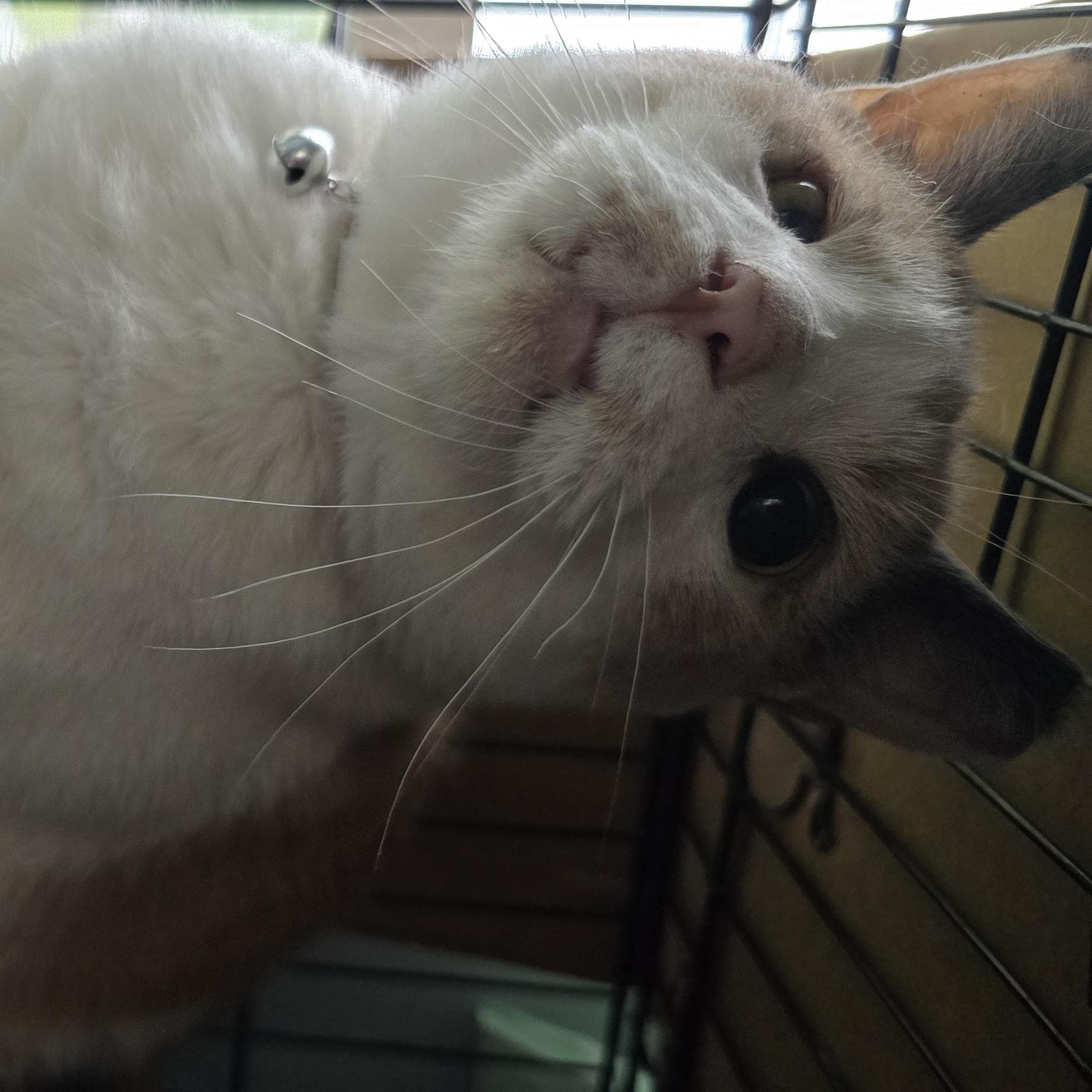 Dawn Marie, a Adopted Calico in Perth Amboy , NJ image 6/6