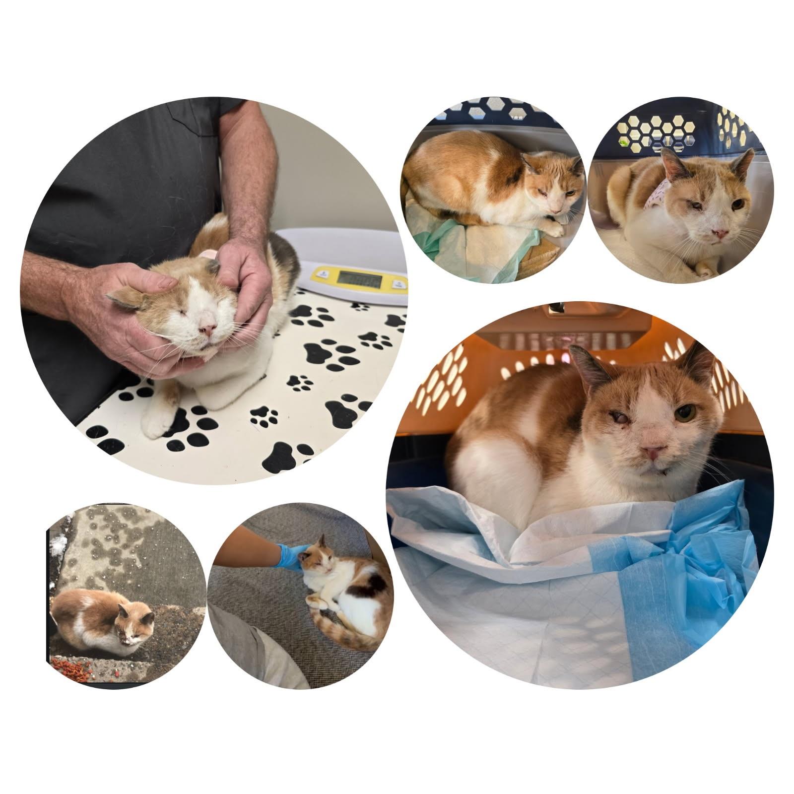 Dawn Marie, a Adopted Calico in Perth Amboy , NJ image 4/6