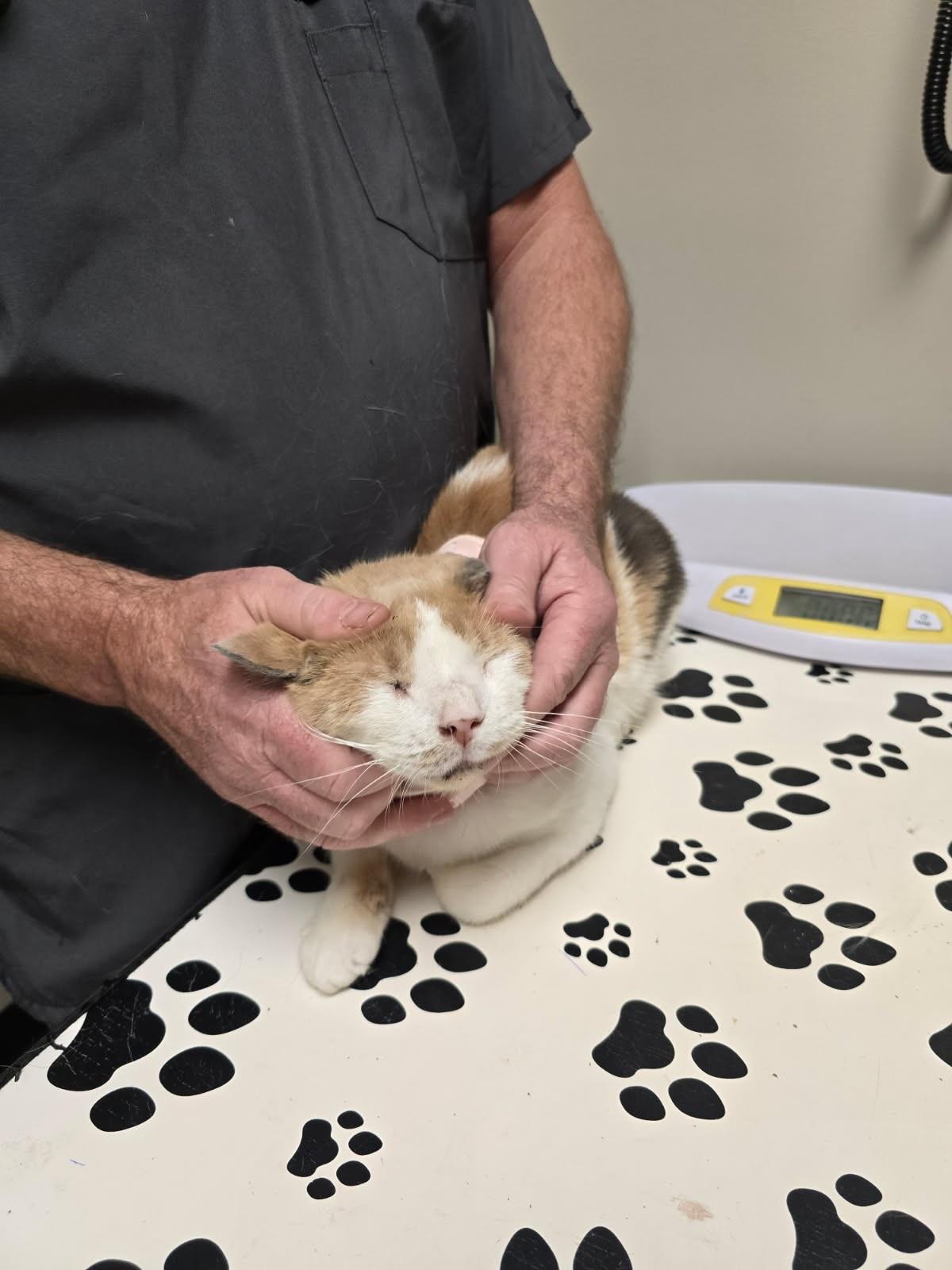 Dawn Marie, a Adopted Calico in Perth Amboy , NJ image 5/6