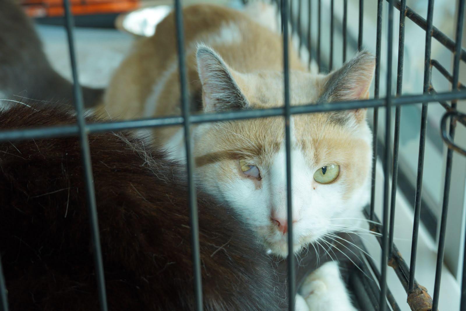 Dawn Marie, a Adopted Calico in Perth Amboy , NJ image 2/6