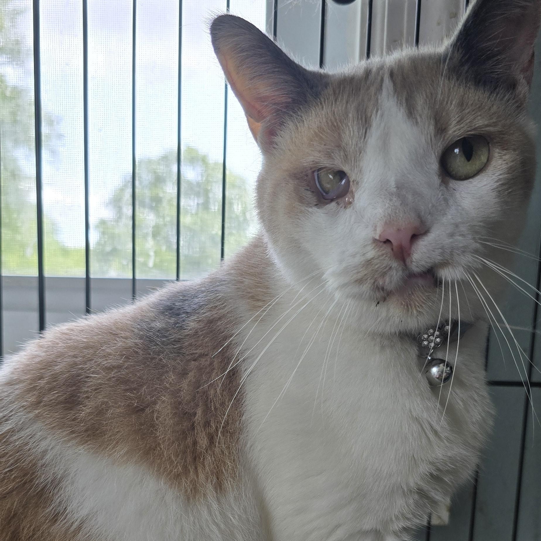 Dawn Marie, a Adopted Calico in Perth Amboy , NJ image 3/6