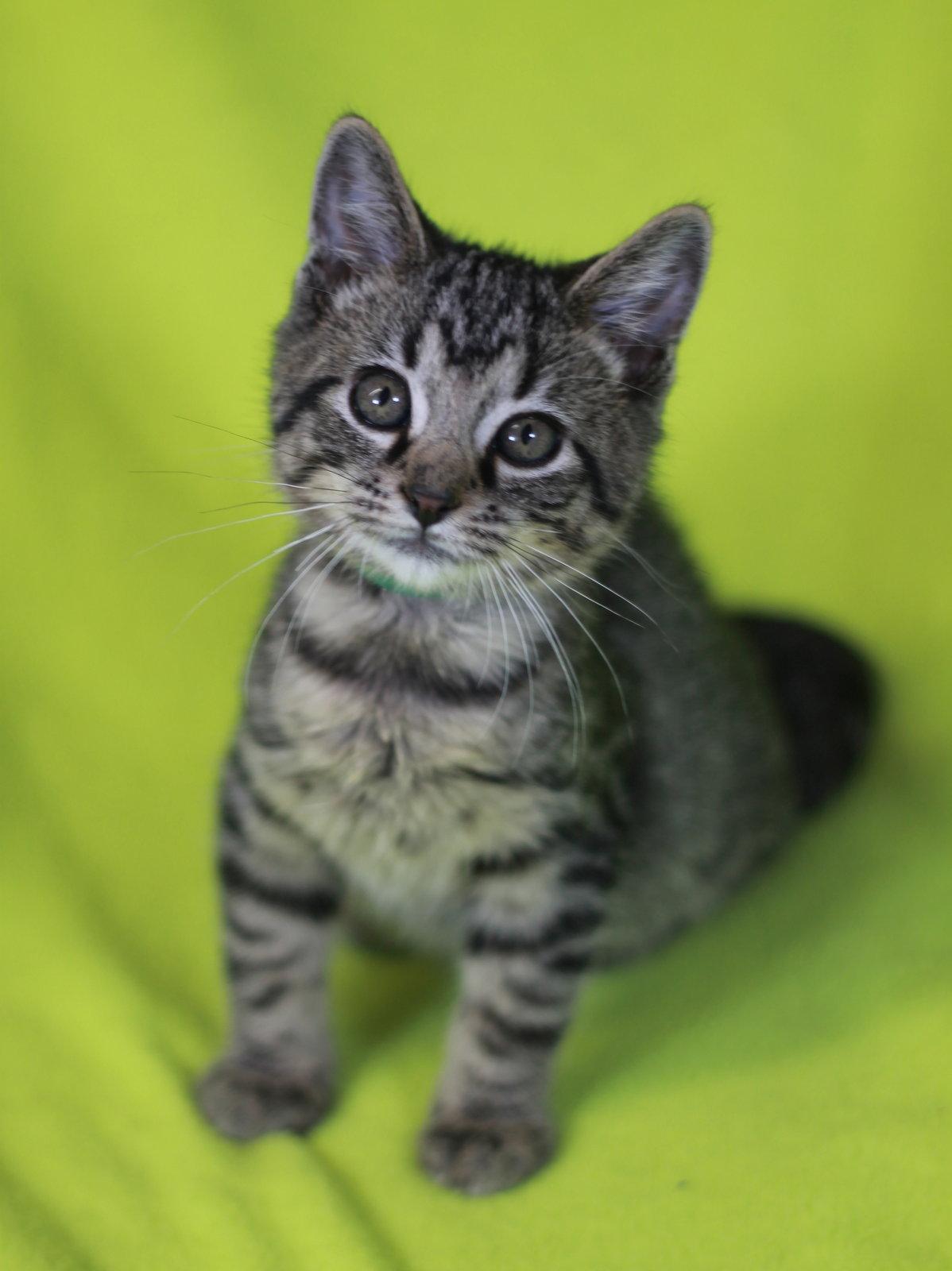 Willy, Adoptable, Kitten Male Domestic Short Hair & Tabby.