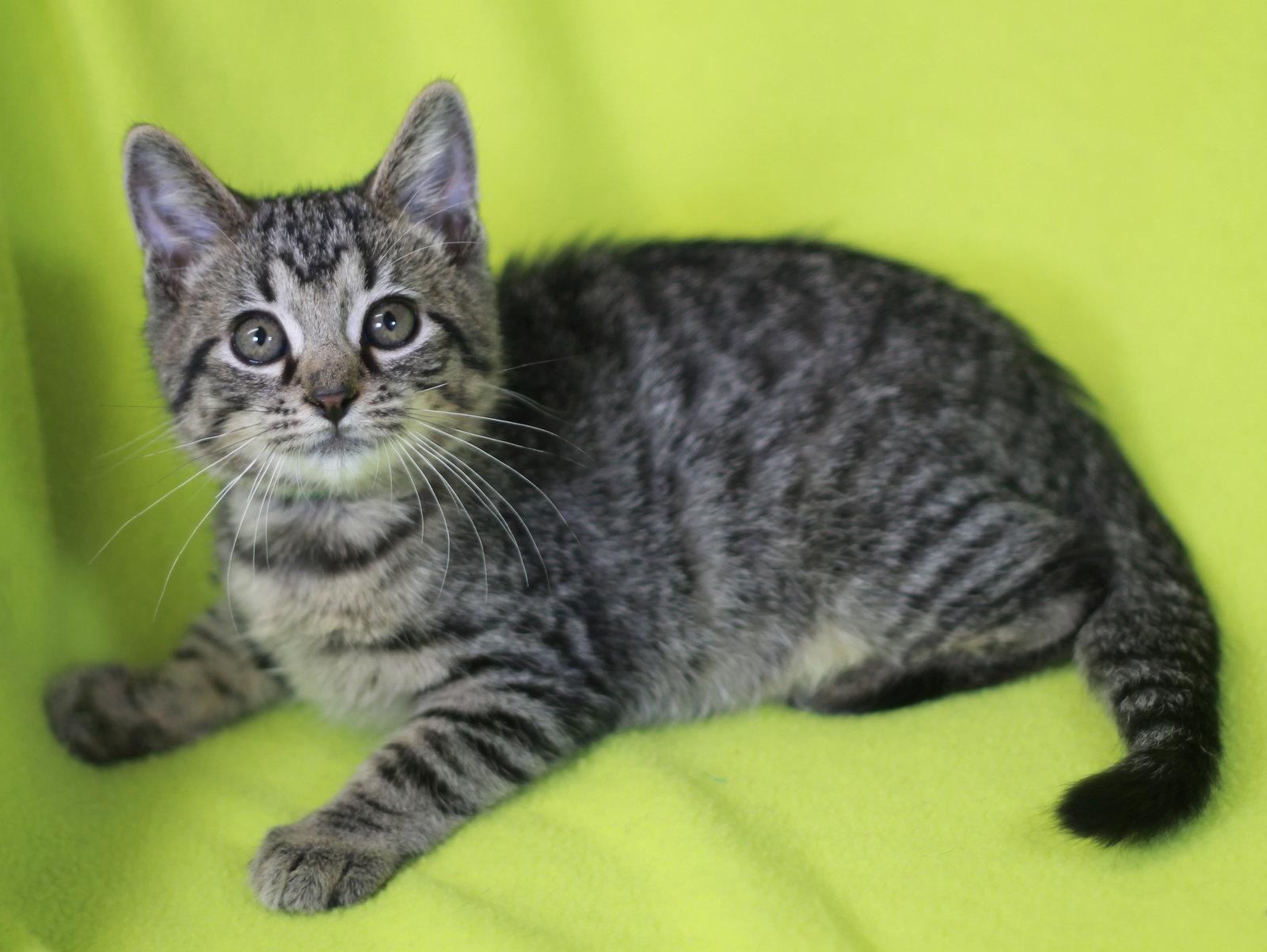 Willy, a Adoptable mixed breed in Cookeville, TN image 2/3