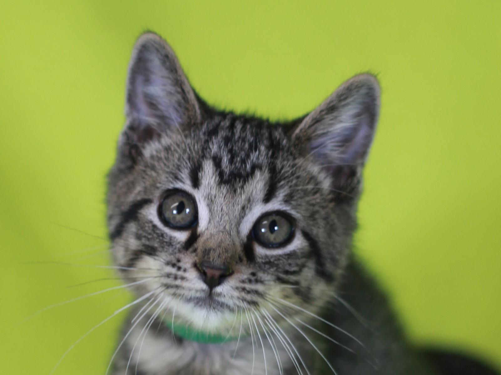 Willy, a Adoptable mixed breed in Cookeville, TN image 3/3
