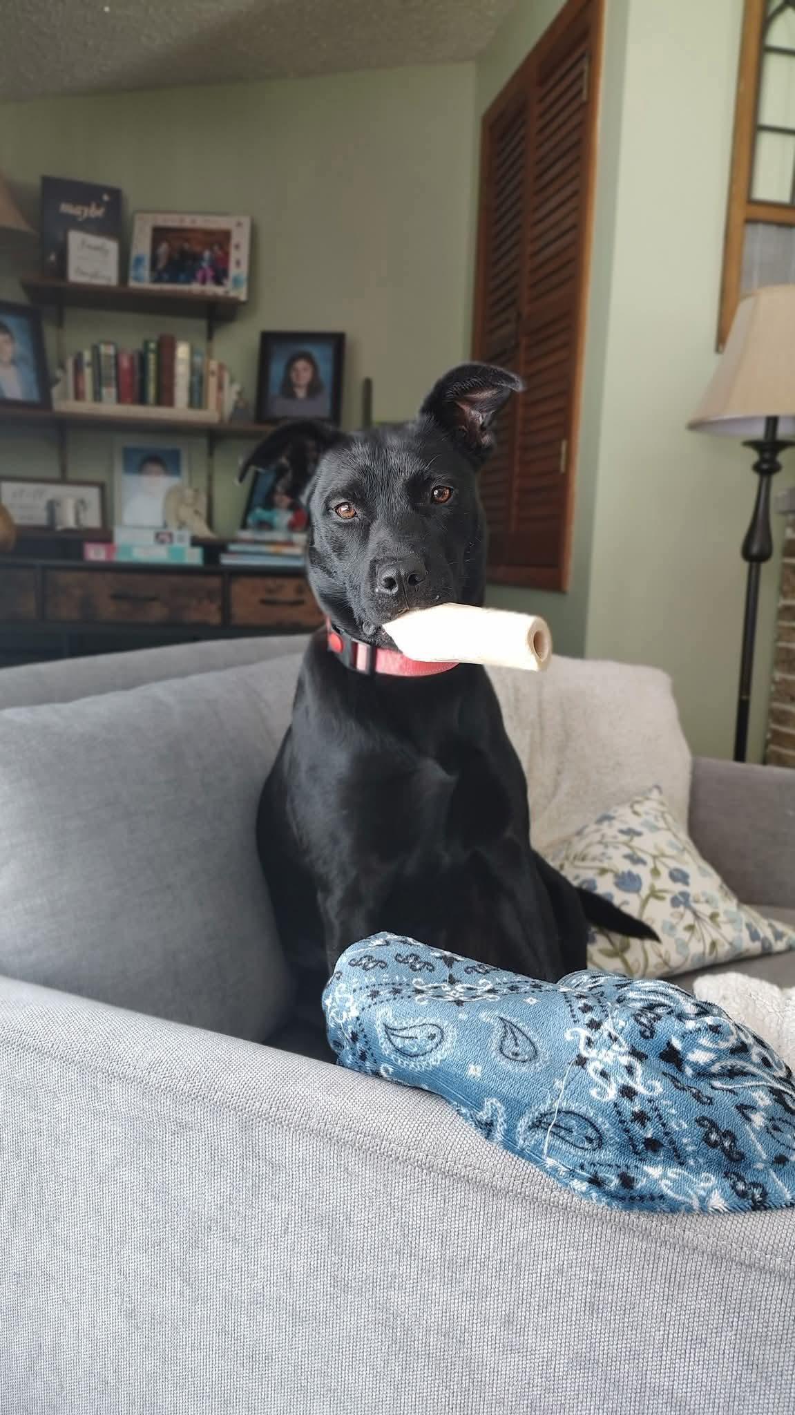 Enlarge Lady, a Adoptable Labrador Retriever in New London, WI image 1/3