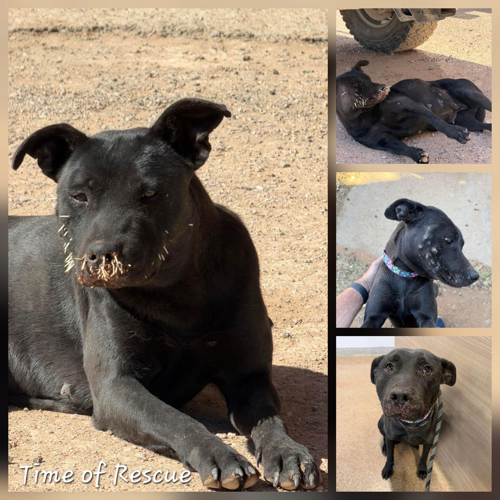 Enlarge Lady, a Adoptable Labrador Retriever in New London, WI image 2/3