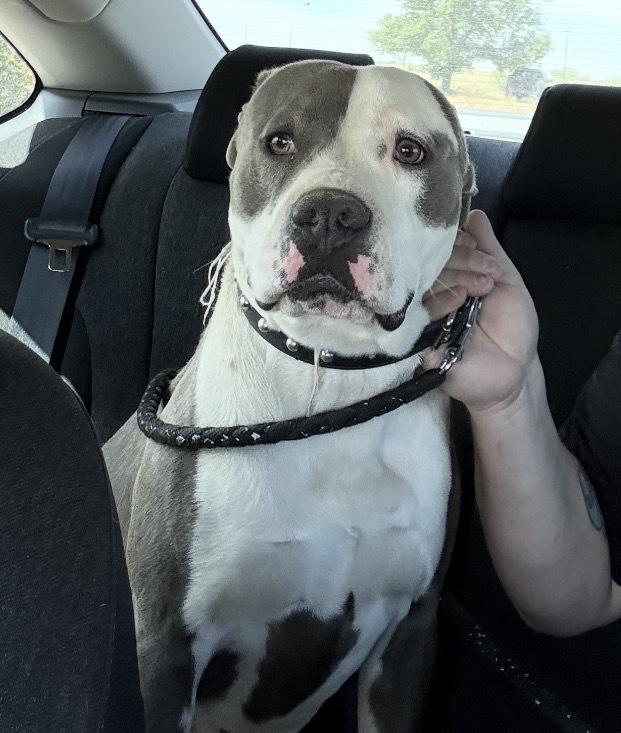 Foreman, a Adoptable mixed breed in Clovis, NM image 2/5