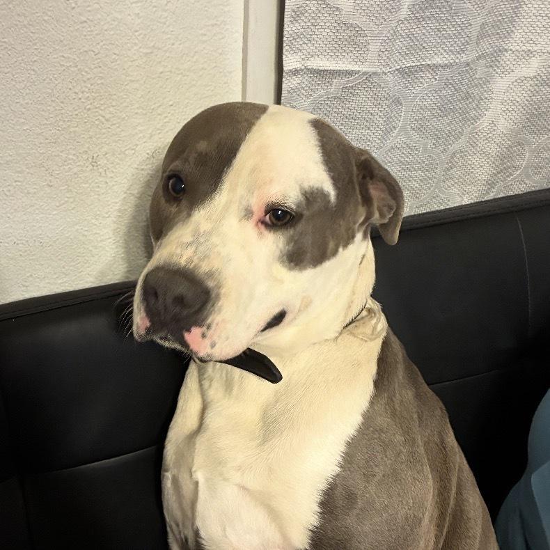 Foreman, a Adoptable mixed breed in Clovis, NM image 4/5