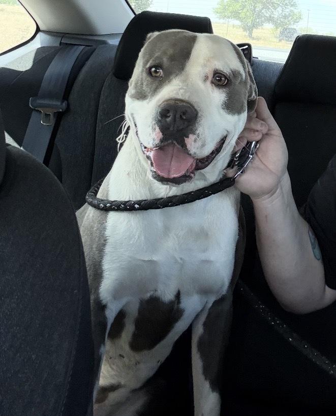 Foreman, a Adoptable mixed breed in Clovis, NM image 5/5