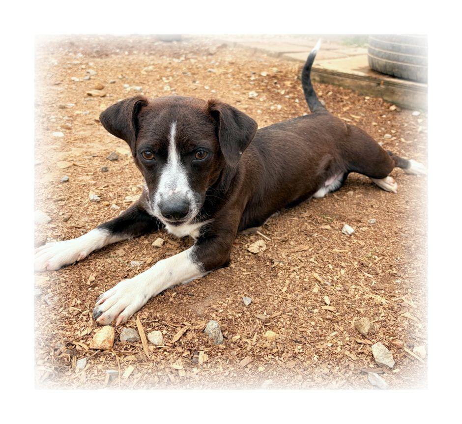 Enlarge Scout, a ADOPTABLE mixed breed in Melbourne, AR image 3/3