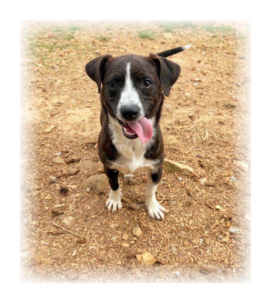 Enlarge Scout, a ADOPTABLE mixed breed in Melbourne, AR image 1/3