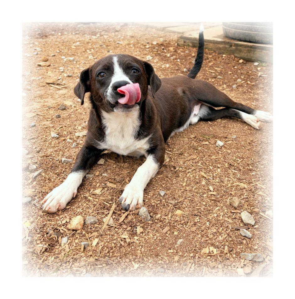 Enlarge Scout, a ADOPTABLE mixed breed in Melbourne, AR image 2/3
