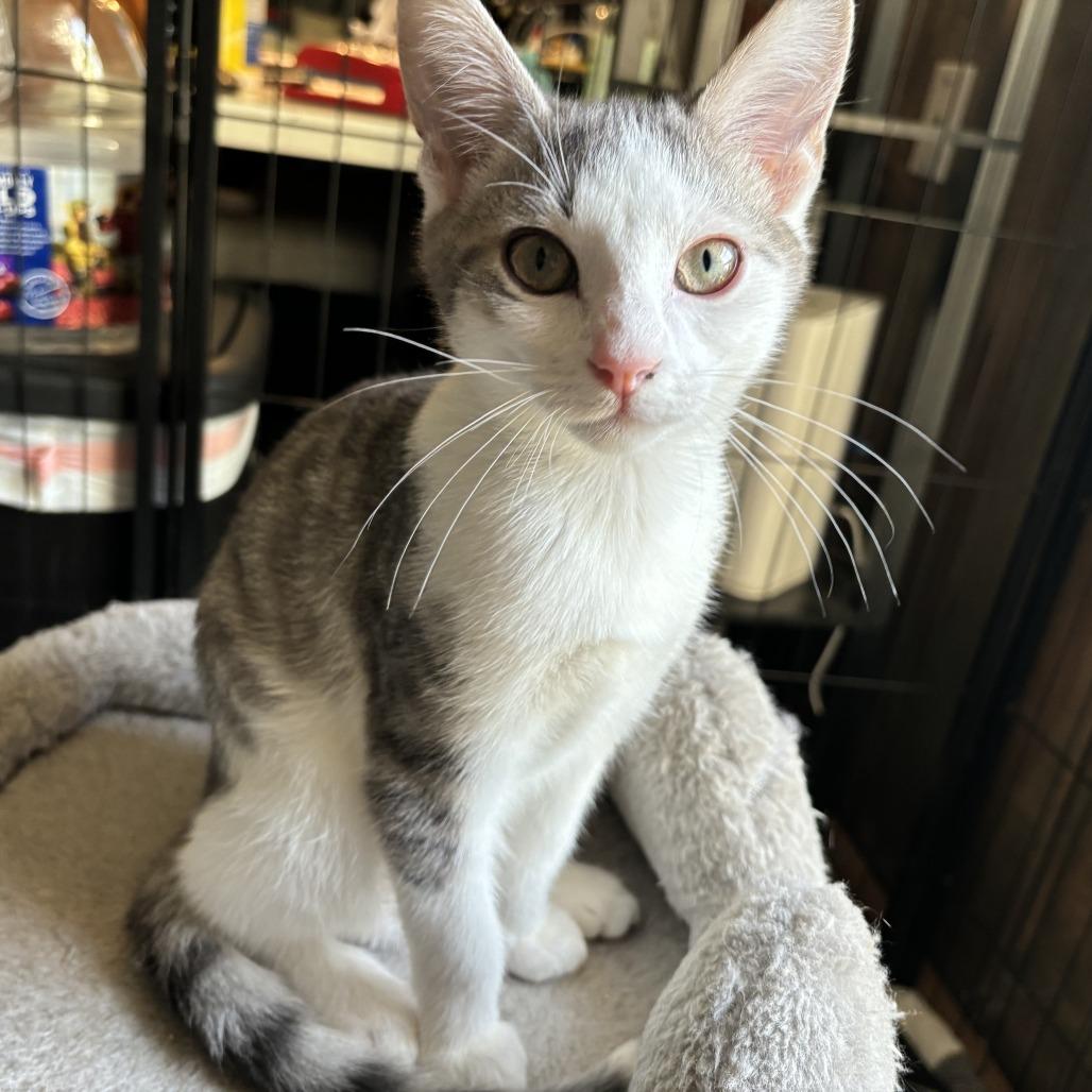 Thumper, Adoptable, Young Male Domestic Short Hair.