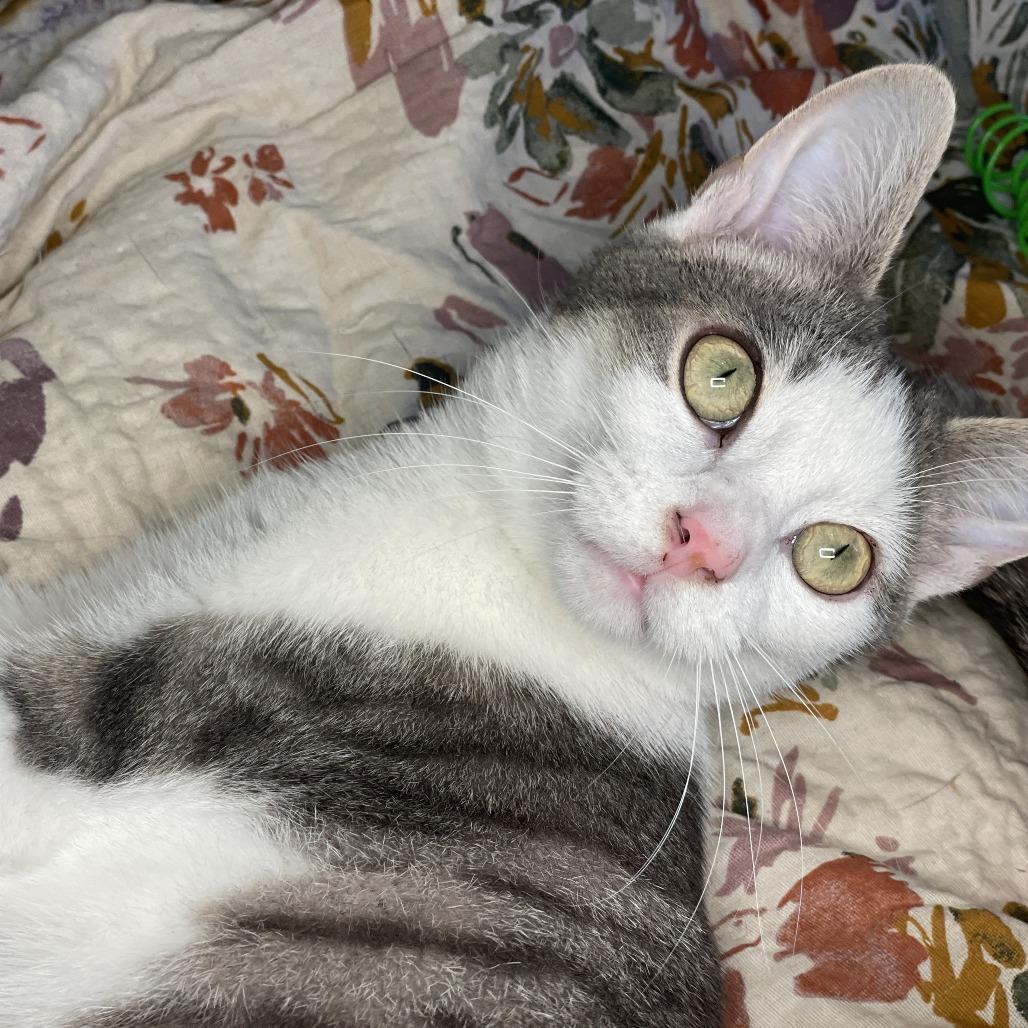 Thumper, a Adoptable Domestic Short Hair in Lucedale, MS image 2/6