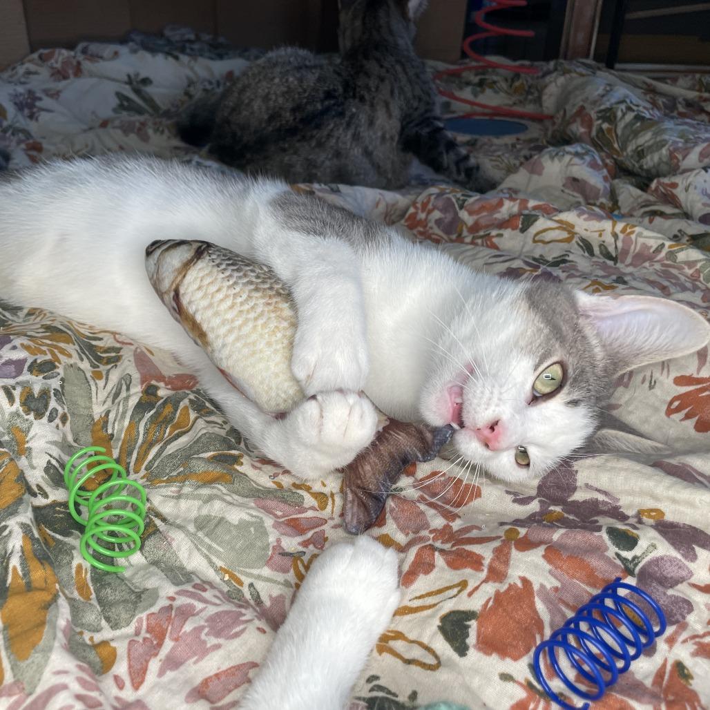 Thumper, a Adoptable Domestic Short Hair in Lucedale, MS image 3/6