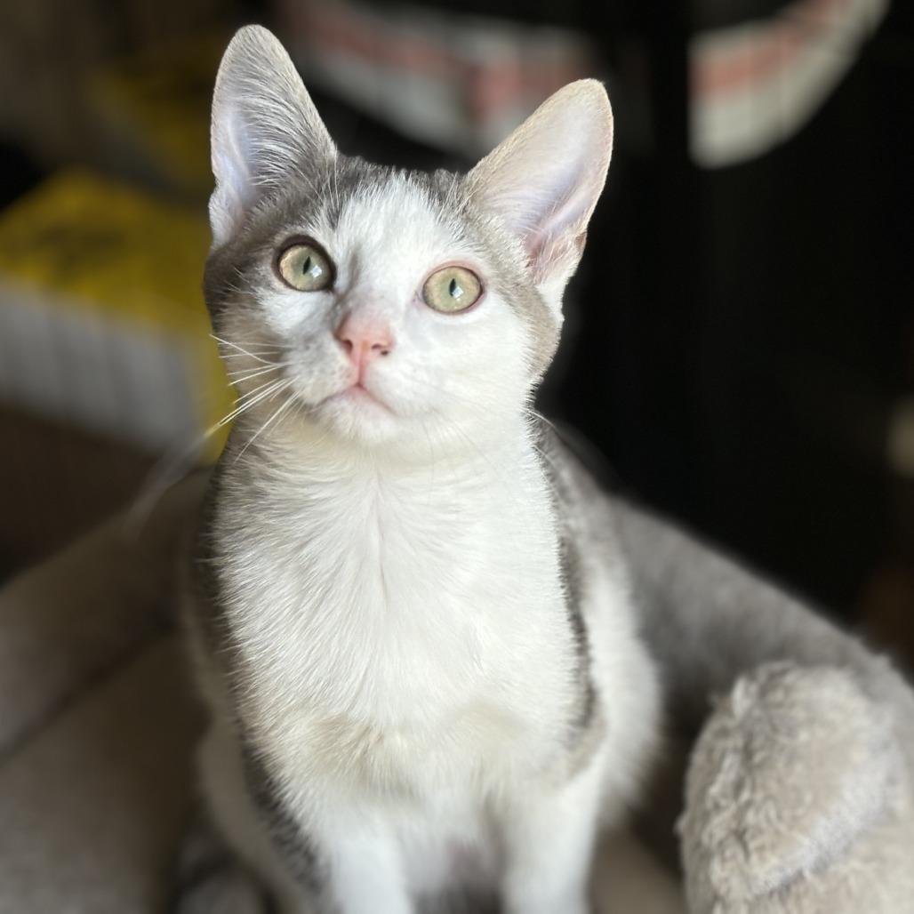 Thumper, a Adoptable Domestic Short Hair in Lucedale, MS image 4/6