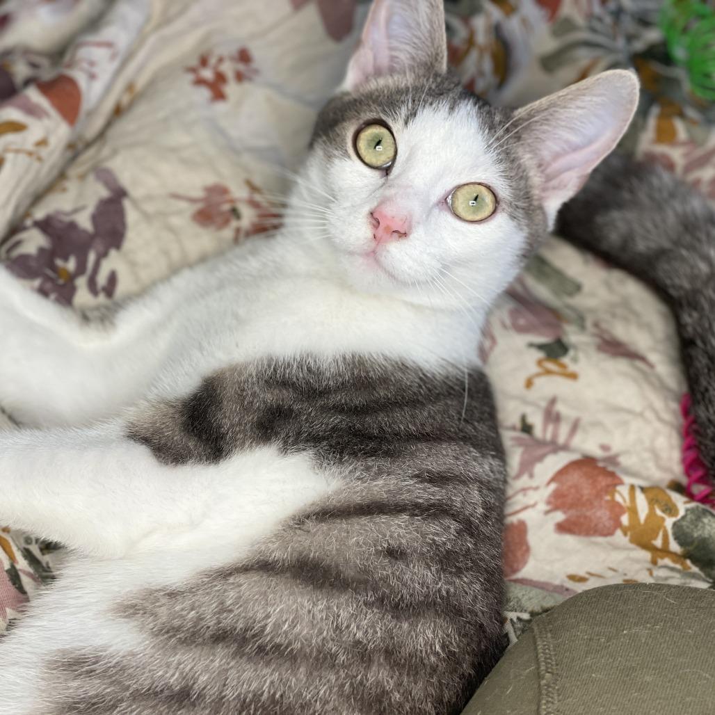 Thumper, a Adoptable Domestic Short Hair in Lucedale, MS image 5/6