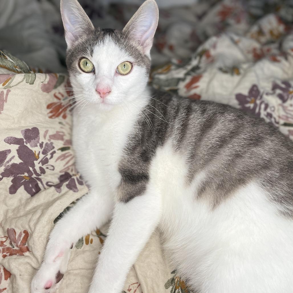 Thumper, a Adoptable Domestic Short Hair in Lucedale, MS image 6/6