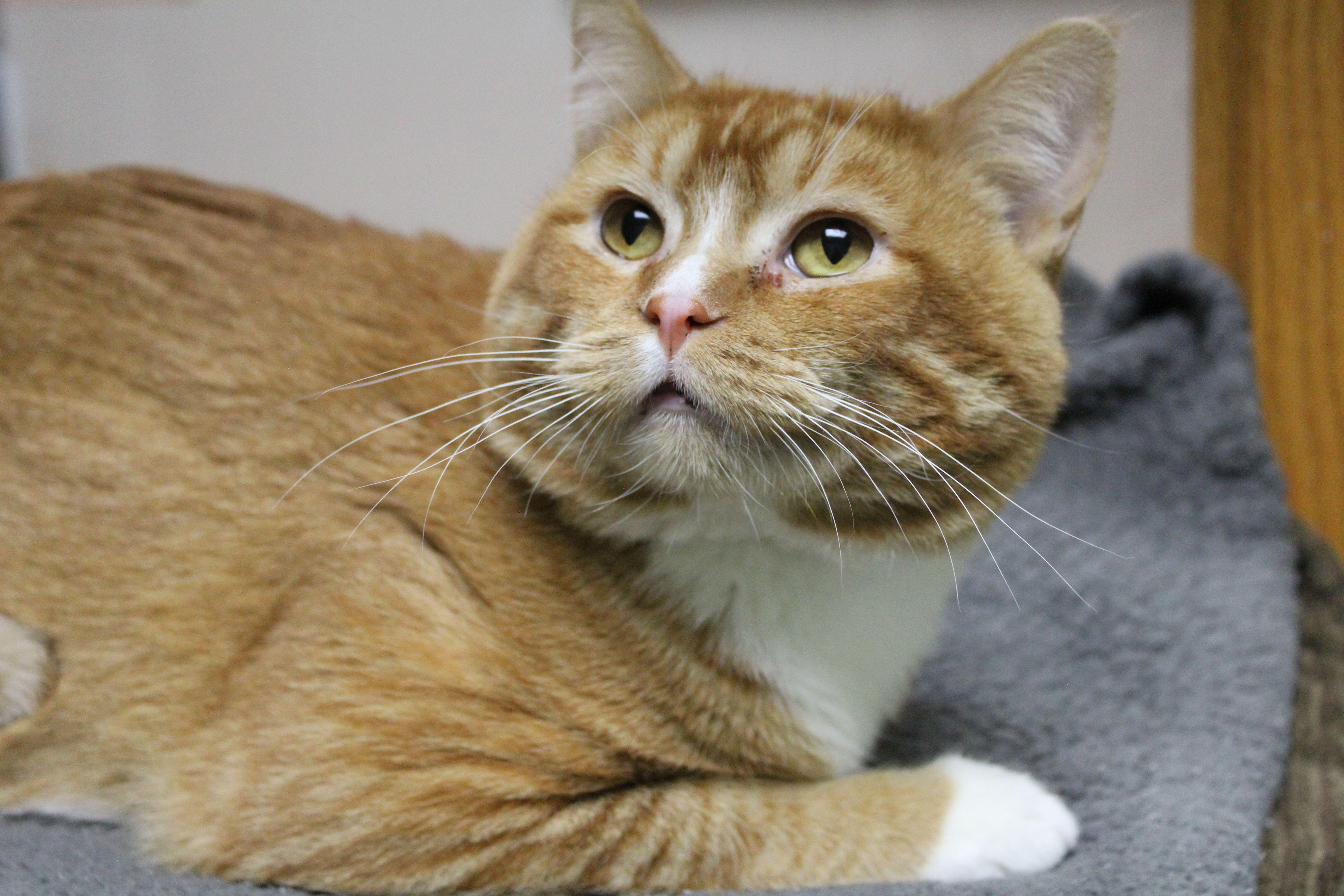 Trooper, a Adoptable Domestic Short Hair in Portage, WI image 2/3