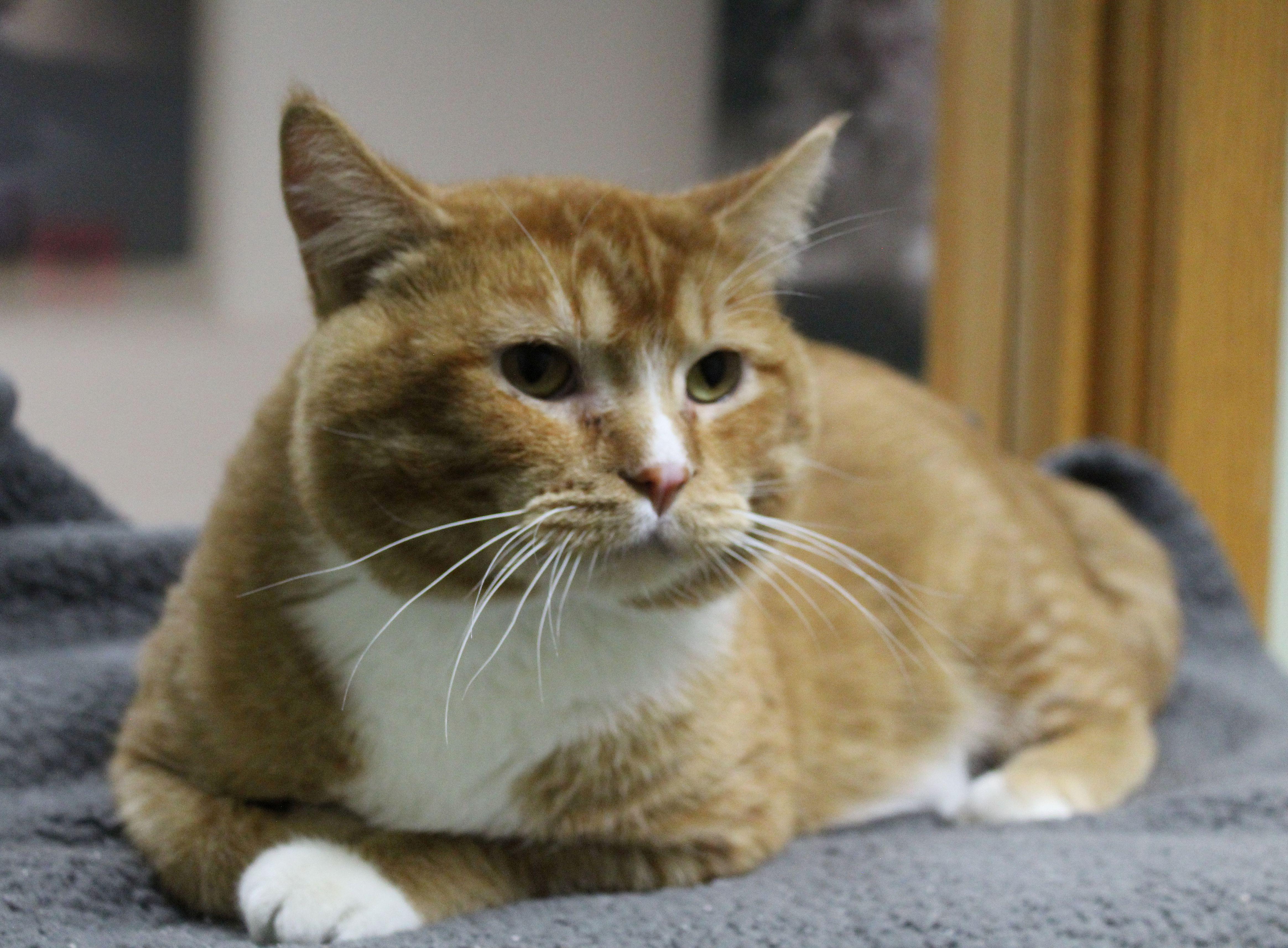 Trooper, a Adoptable Domestic Short Hair in Portage, WI image 1/3