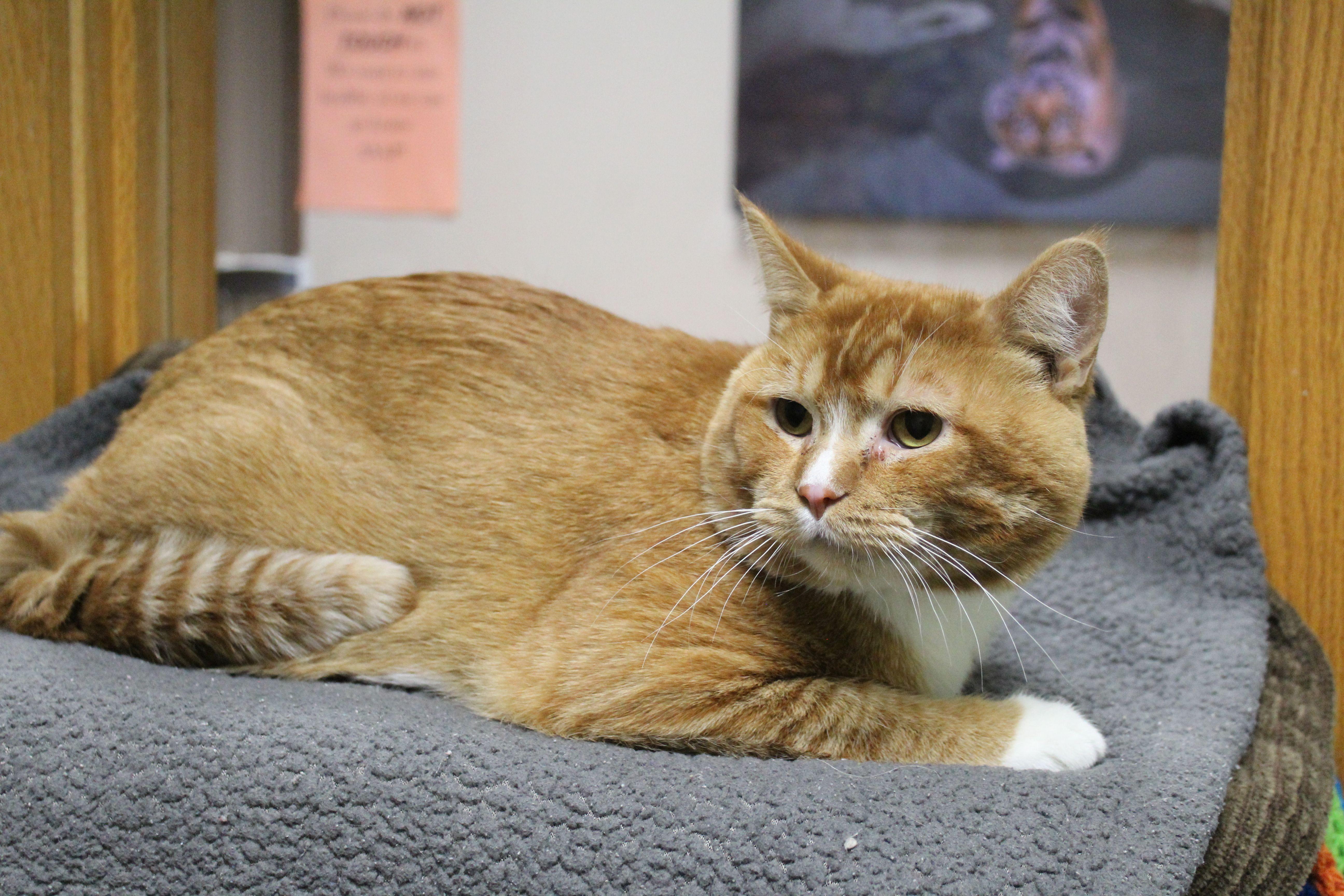 Trooper, a Adoptable Domestic Short Hair in Portage, WI image 3/3
