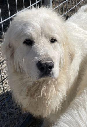 Enlarge Sundance, an adopted Great Pyrenees in Savannah, MO image 1/1