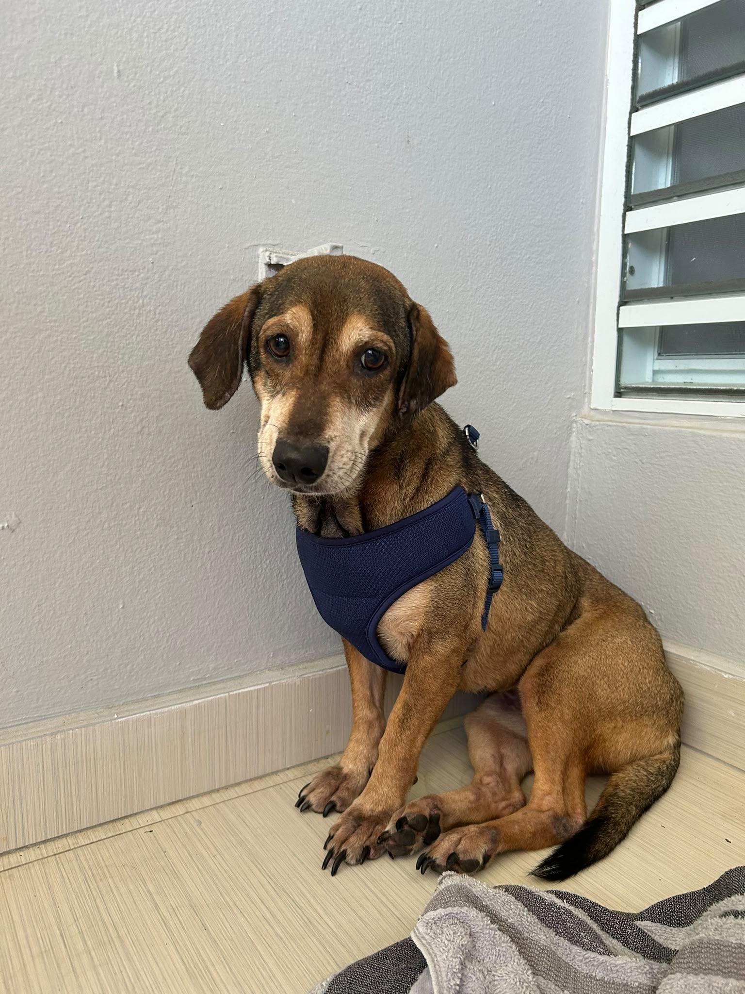 Enlarge Tania - The Timid Velcro Pup, a Adoptable mixed breed in LOS ANGELES, CA image 3/6