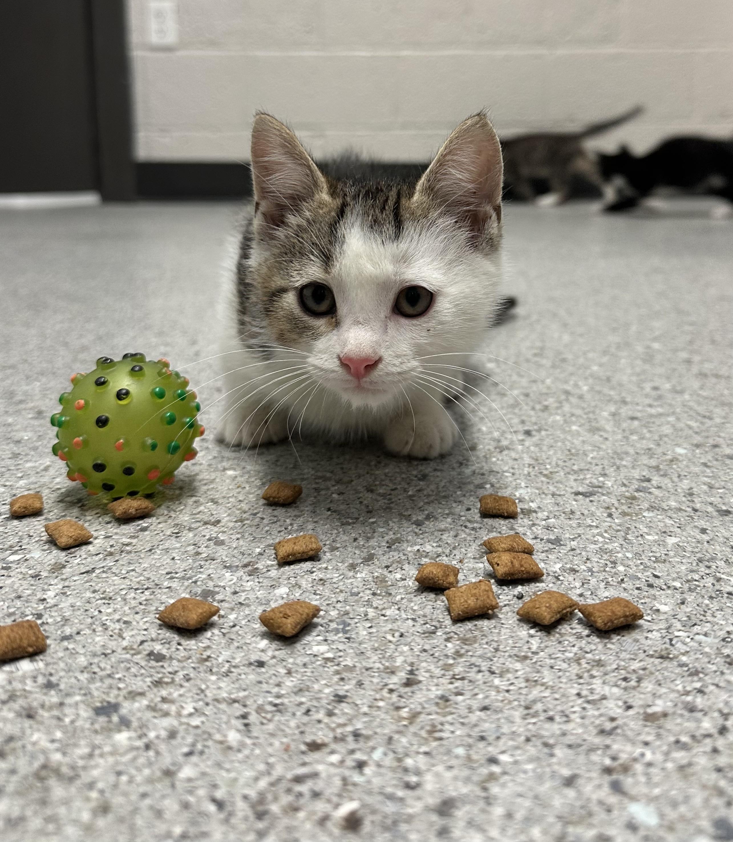 Enlarge Albus, a Adopted Domestic Short Hair in Grand Rapids, MI image 2/6