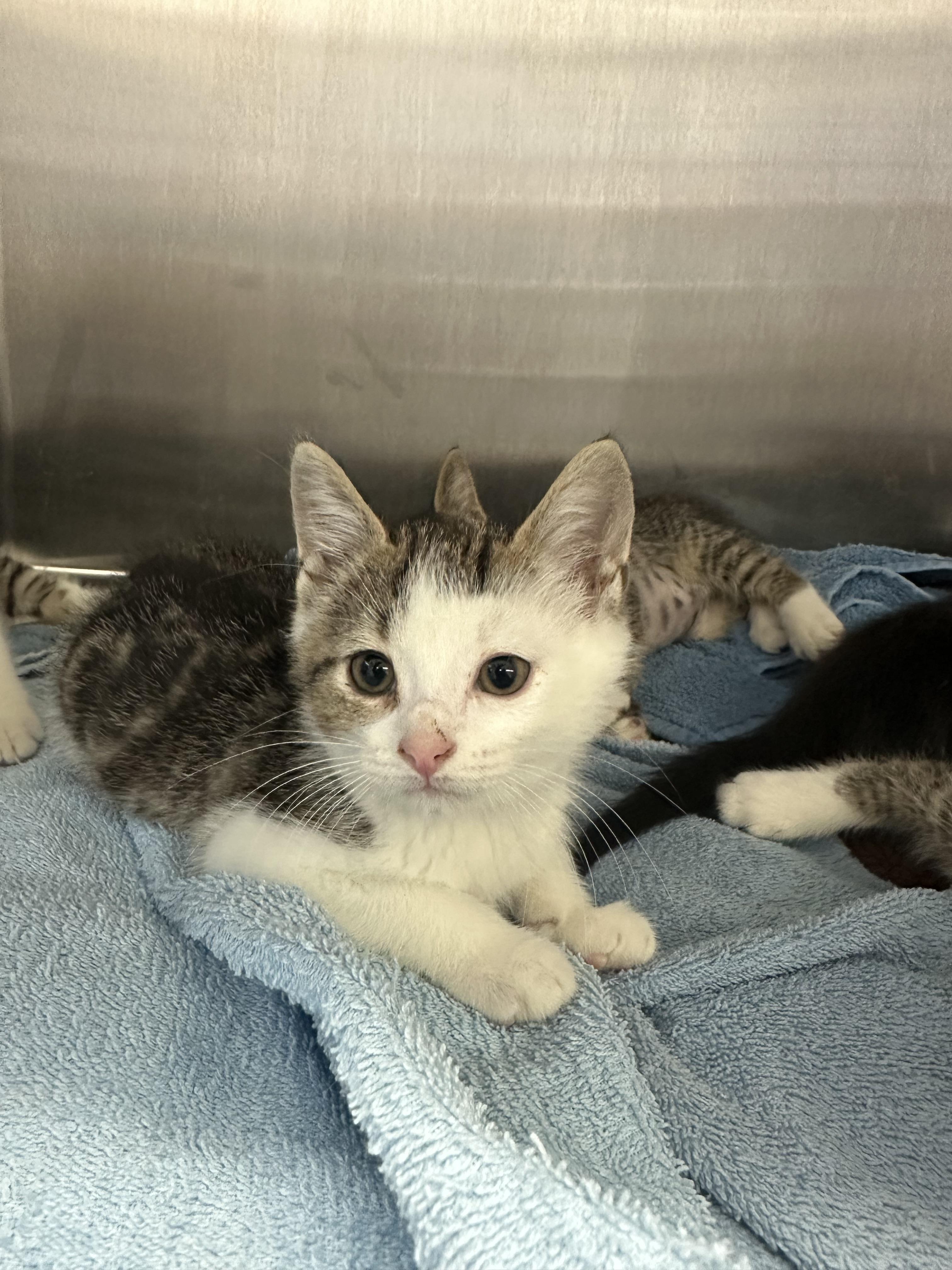 Enlarge Albus, a Adopted Domestic Short Hair in Grand Rapids, MI image 5/6