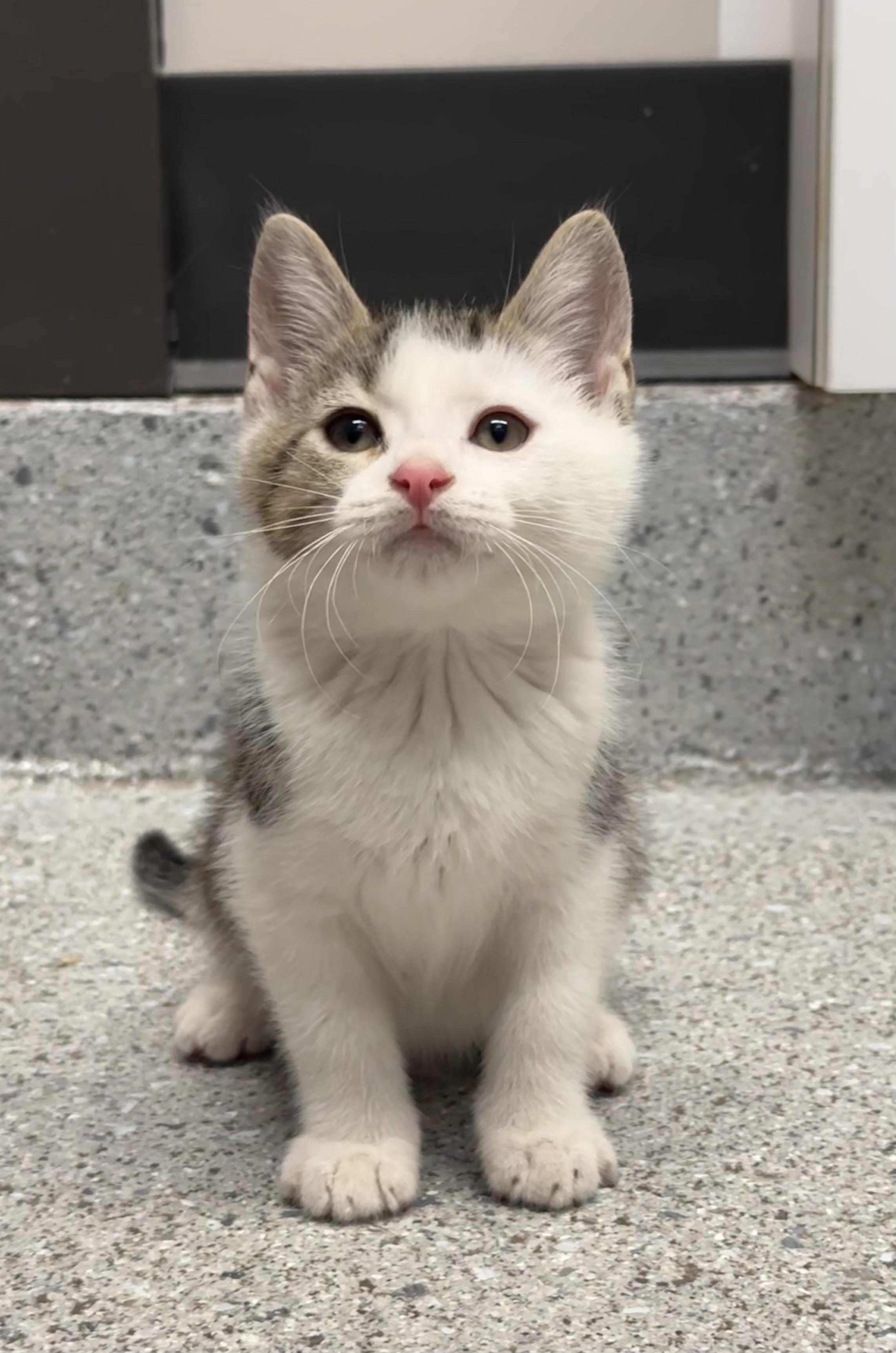 Enlarge Albus, a Adopted Domestic Short Hair in Grand Rapids, MI image 5/6