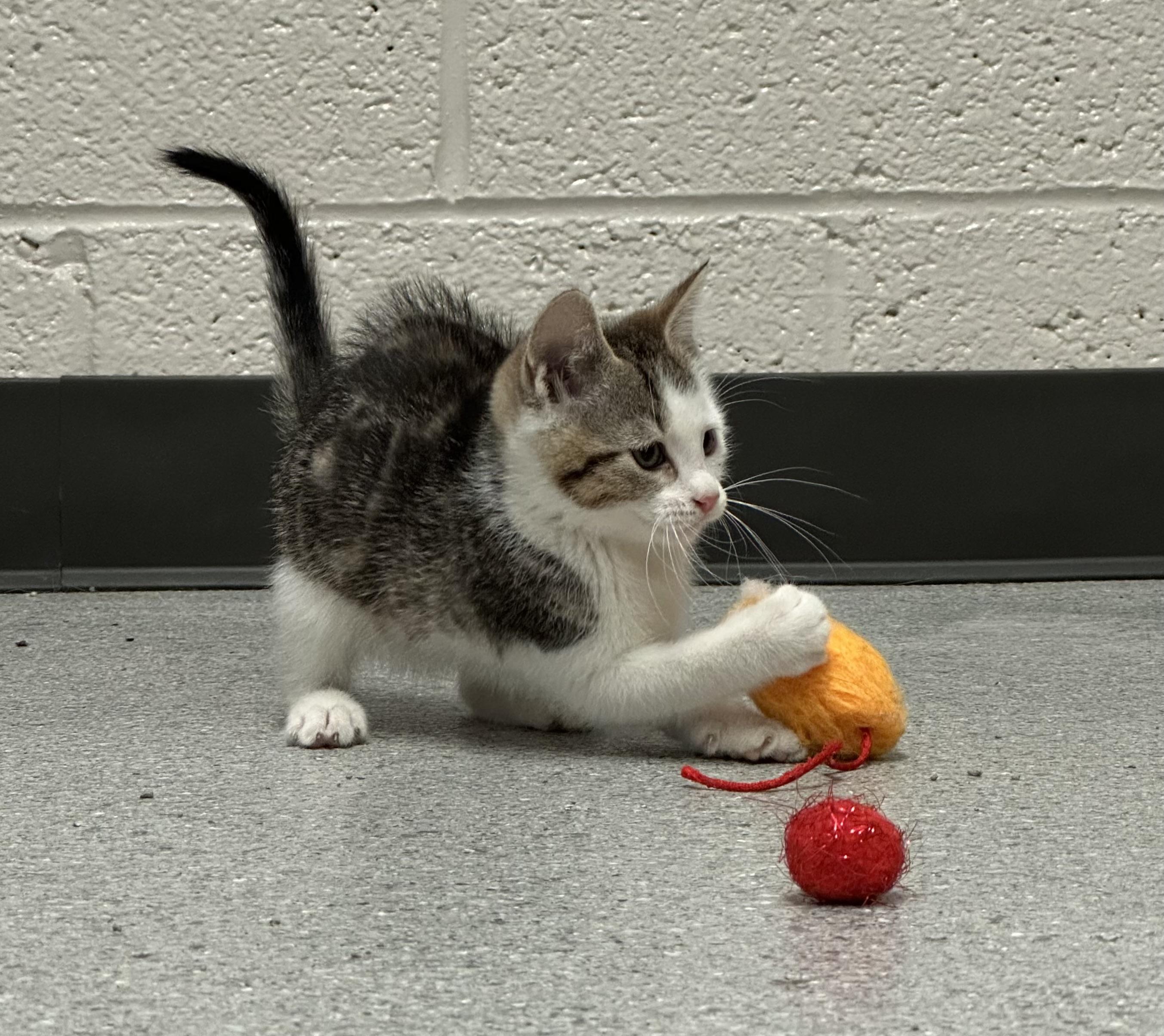 Enlarge Albus, a Adopted Domestic Short Hair in Grand Rapids, MI image 6/6