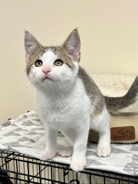 Jason, a Adoptable Domestic Short Hair in Webster, WI image 1/3