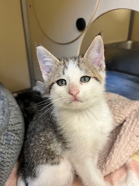 Jason, a Adoptable Domestic Short Hair in Webster, WI image 2/3