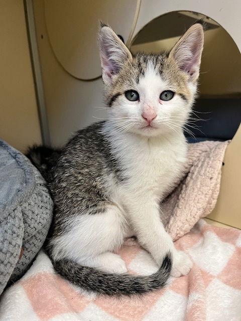 Jason, a Adoptable Domestic Short Hair in Webster, WI image 3/3