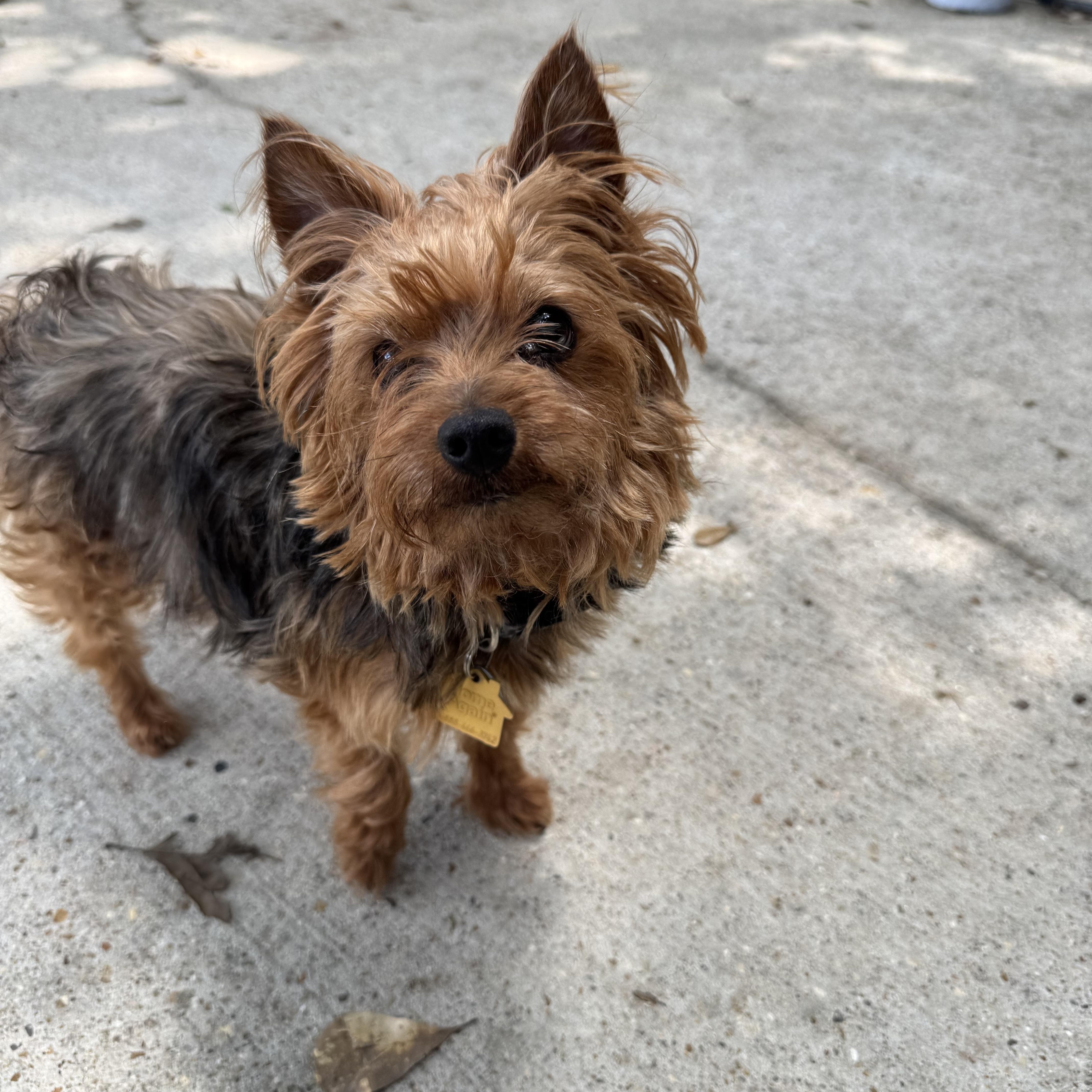 Isabella, a Adopted Yorkshire Terrier in Baton Rouge, LA image 1/4