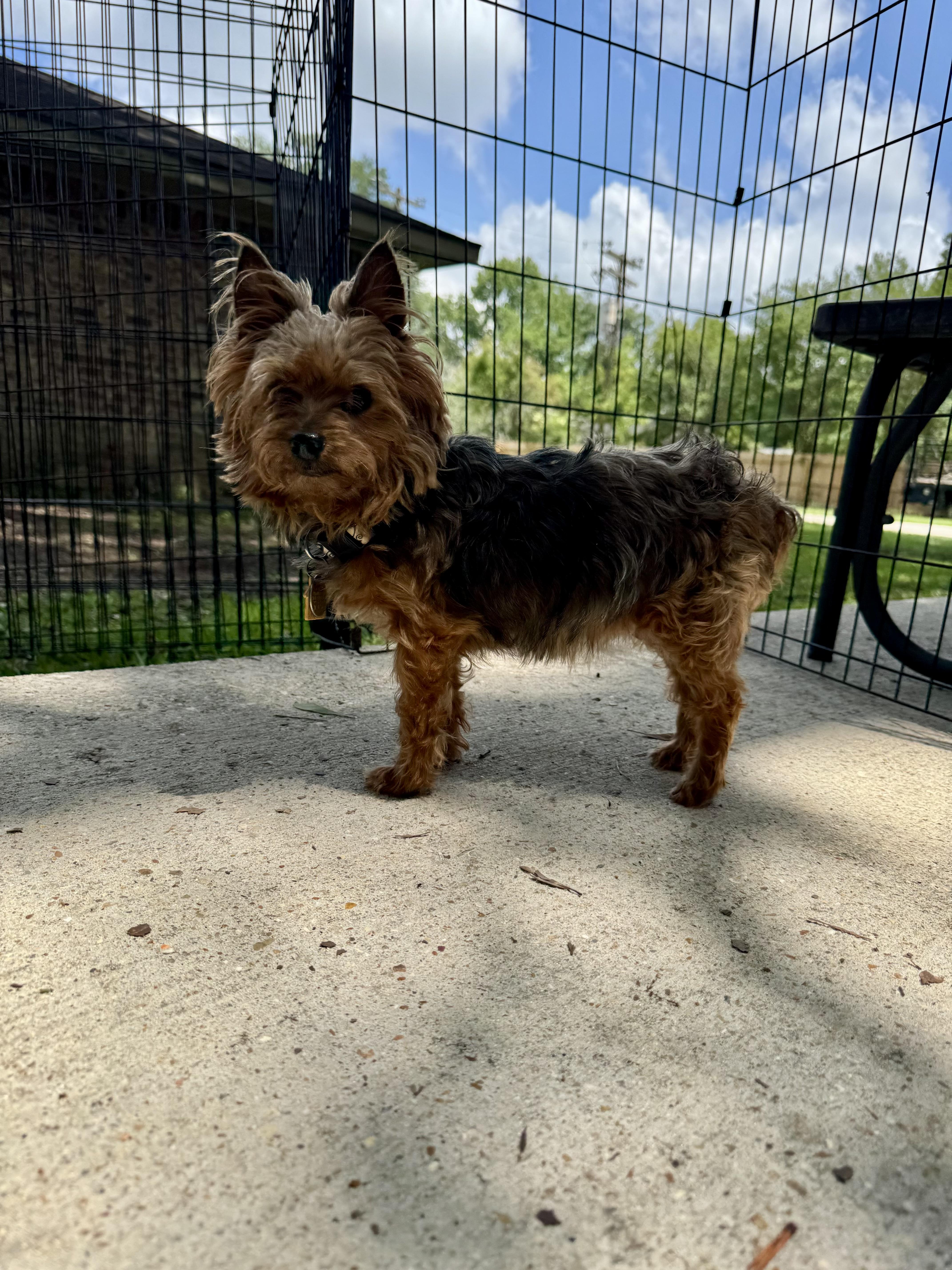 Isabella, a Adopted Yorkshire Terrier in Baton Rouge, LA image 2/4