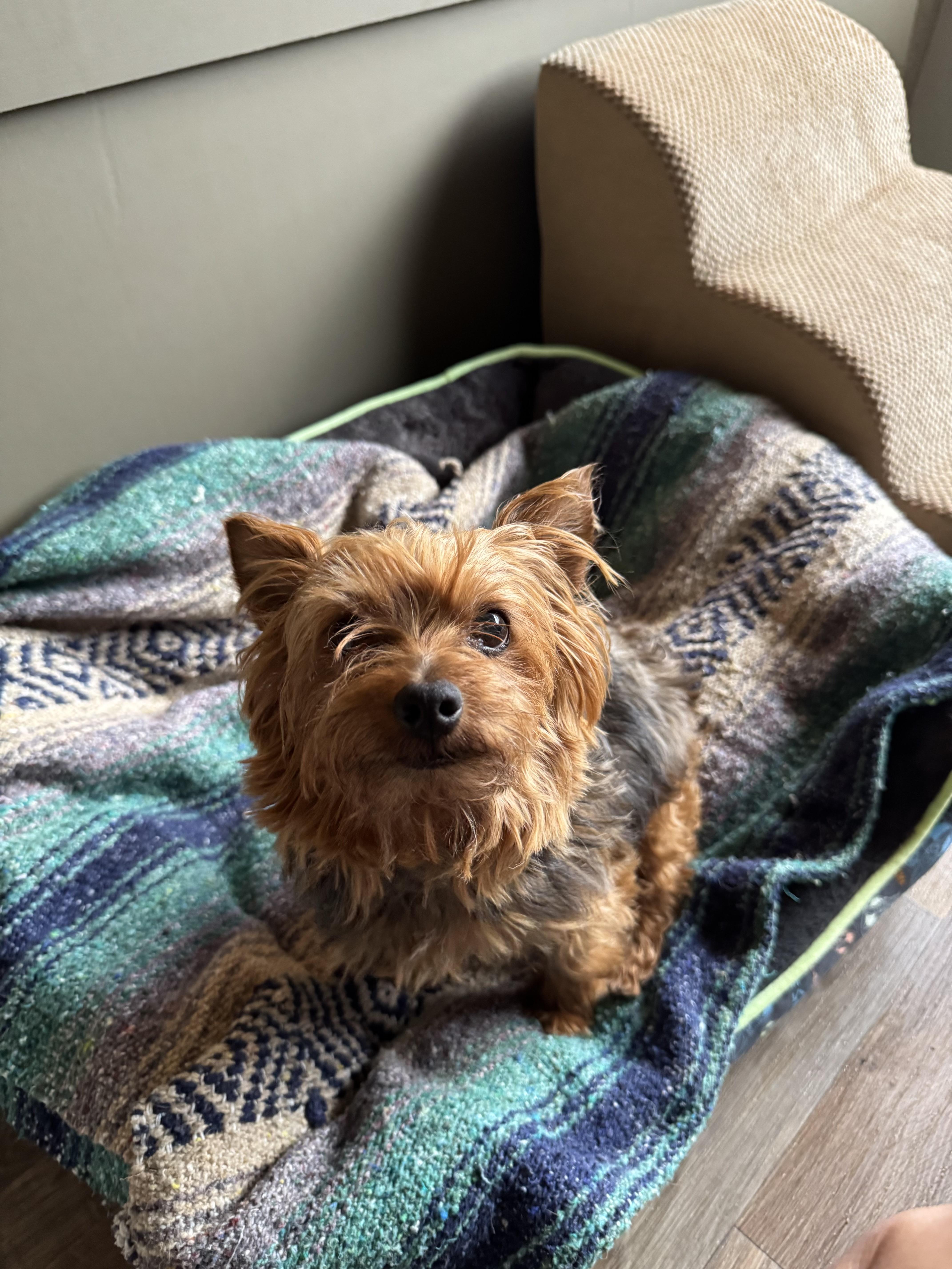 Isabella, a Adopted Yorkshire Terrier in Baton Rouge, LA image 3/4