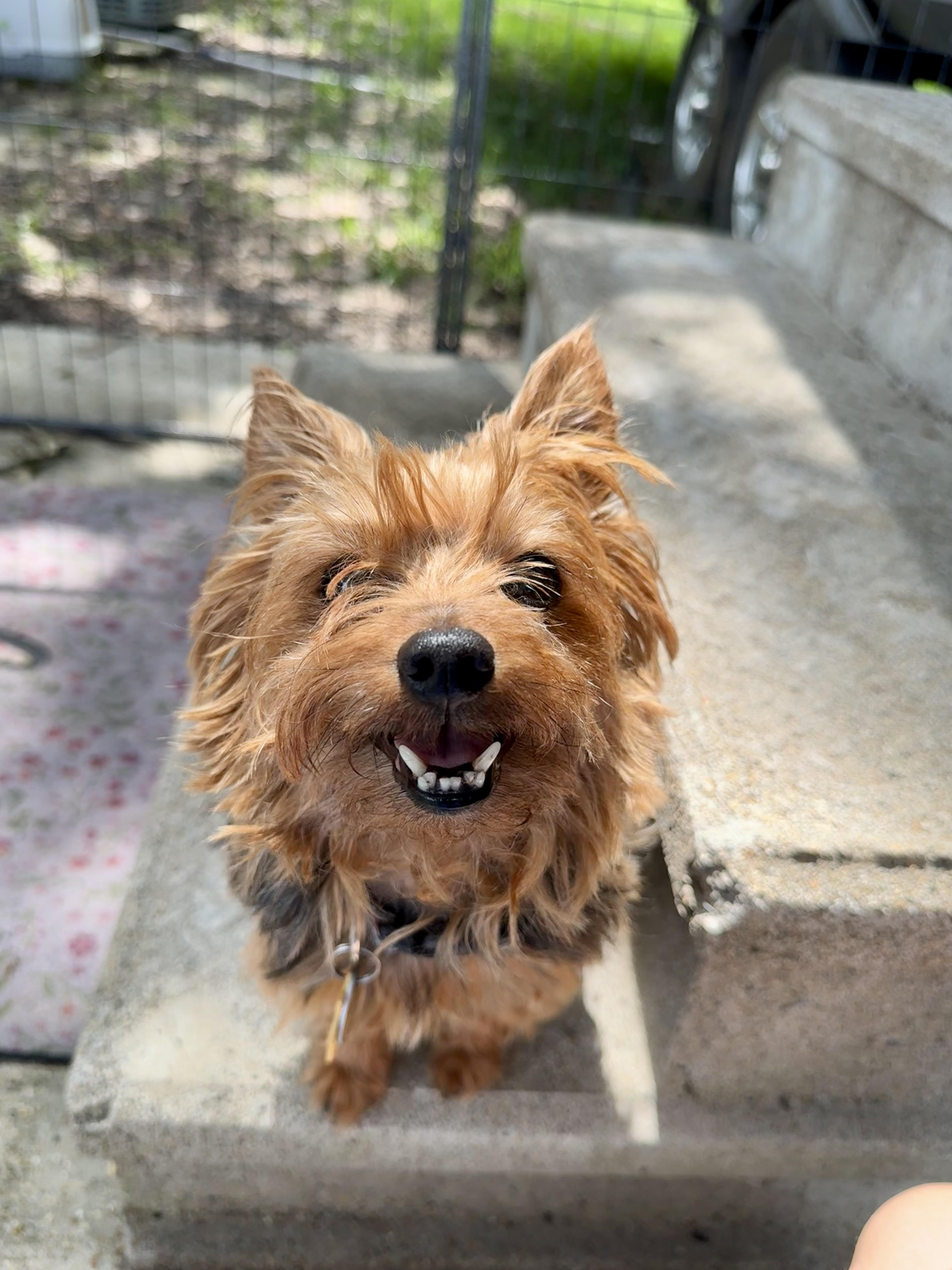 Isabella, a Adopted Yorkshire Terrier in Baton Rouge, LA image 4/4