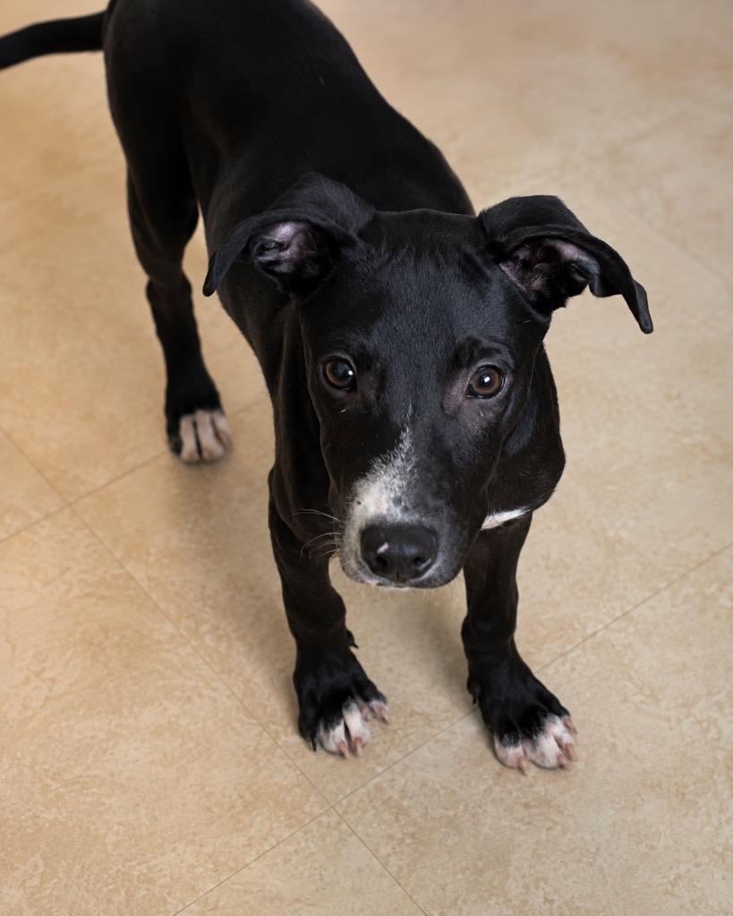 Myron, Adoptable, Puppy Male Labrador Retriever.