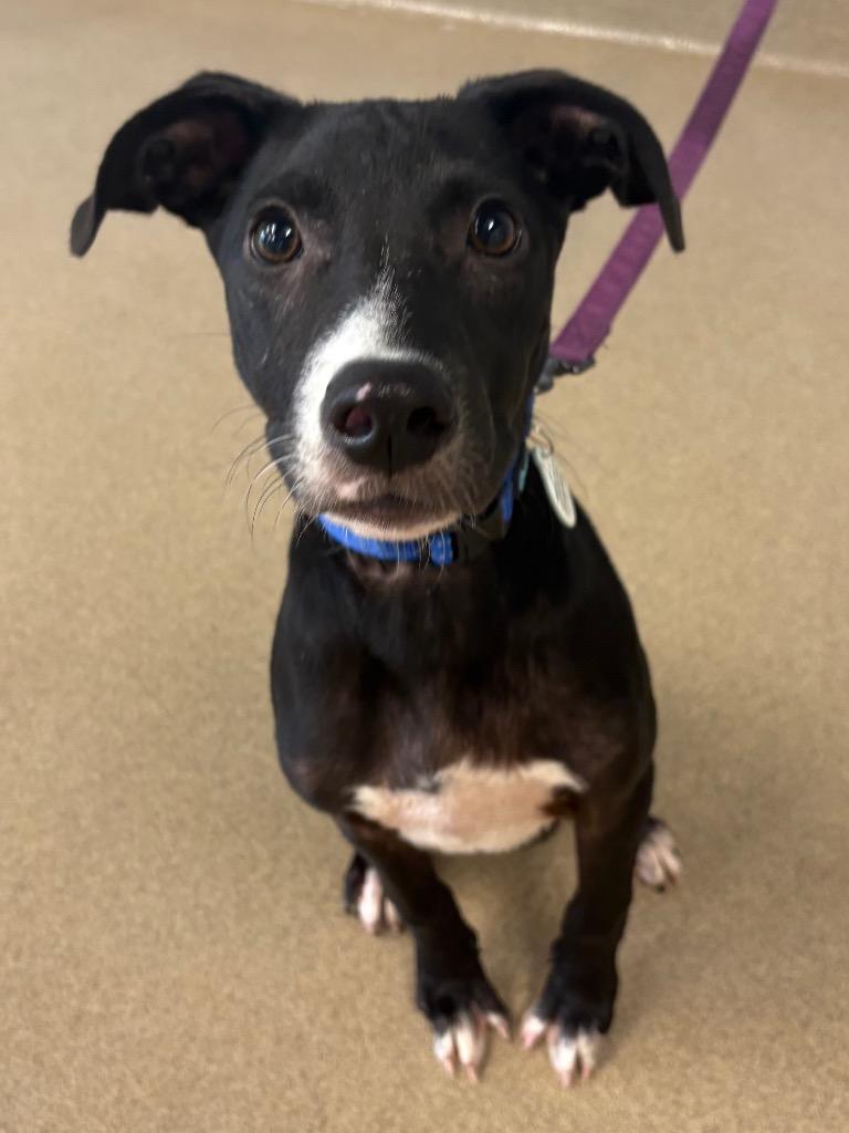 Enlarge Myron, a Adoptable mixed breed in North Syracuse, NY image 2/2