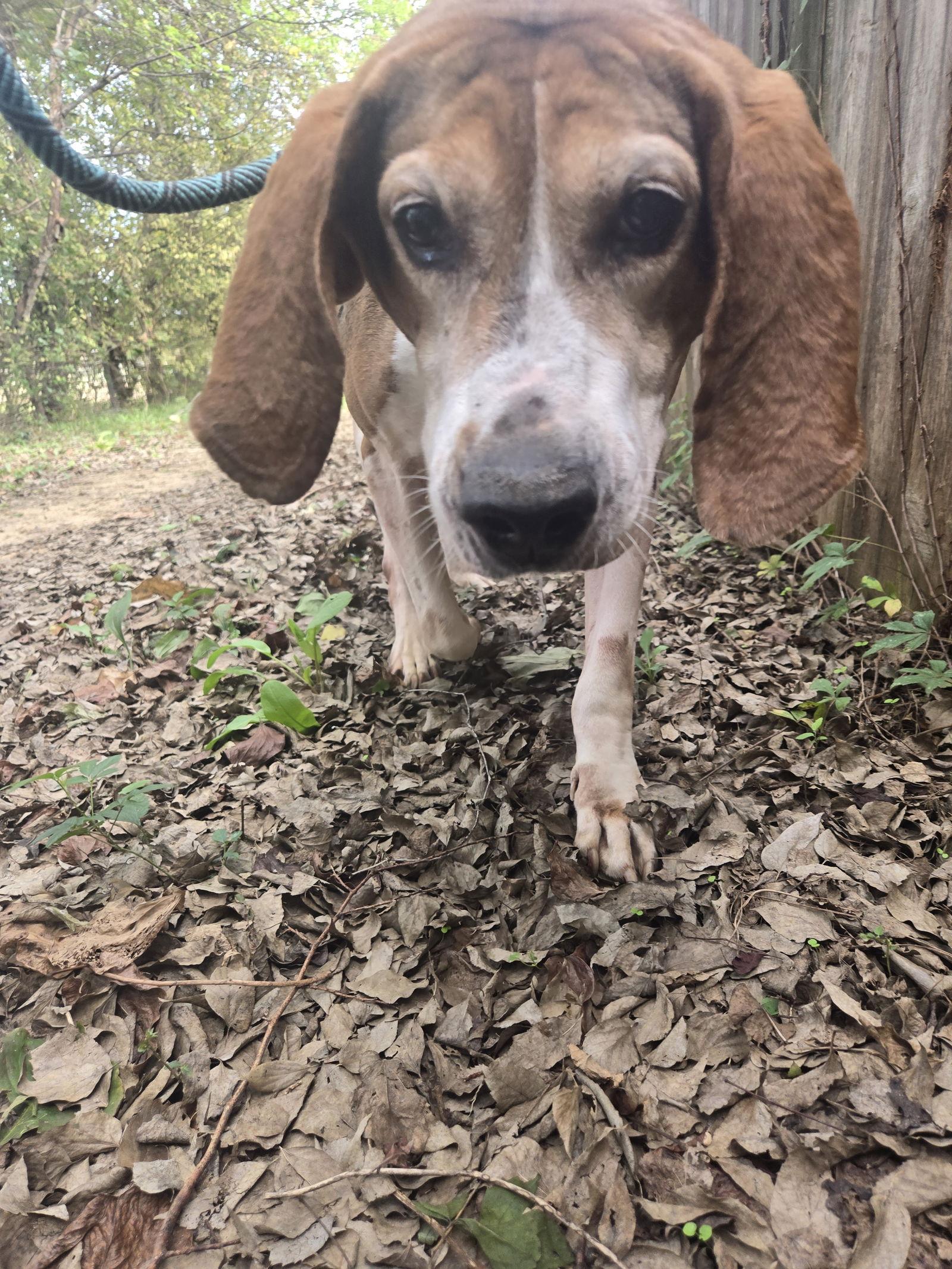 Rocko — thumbnail 2