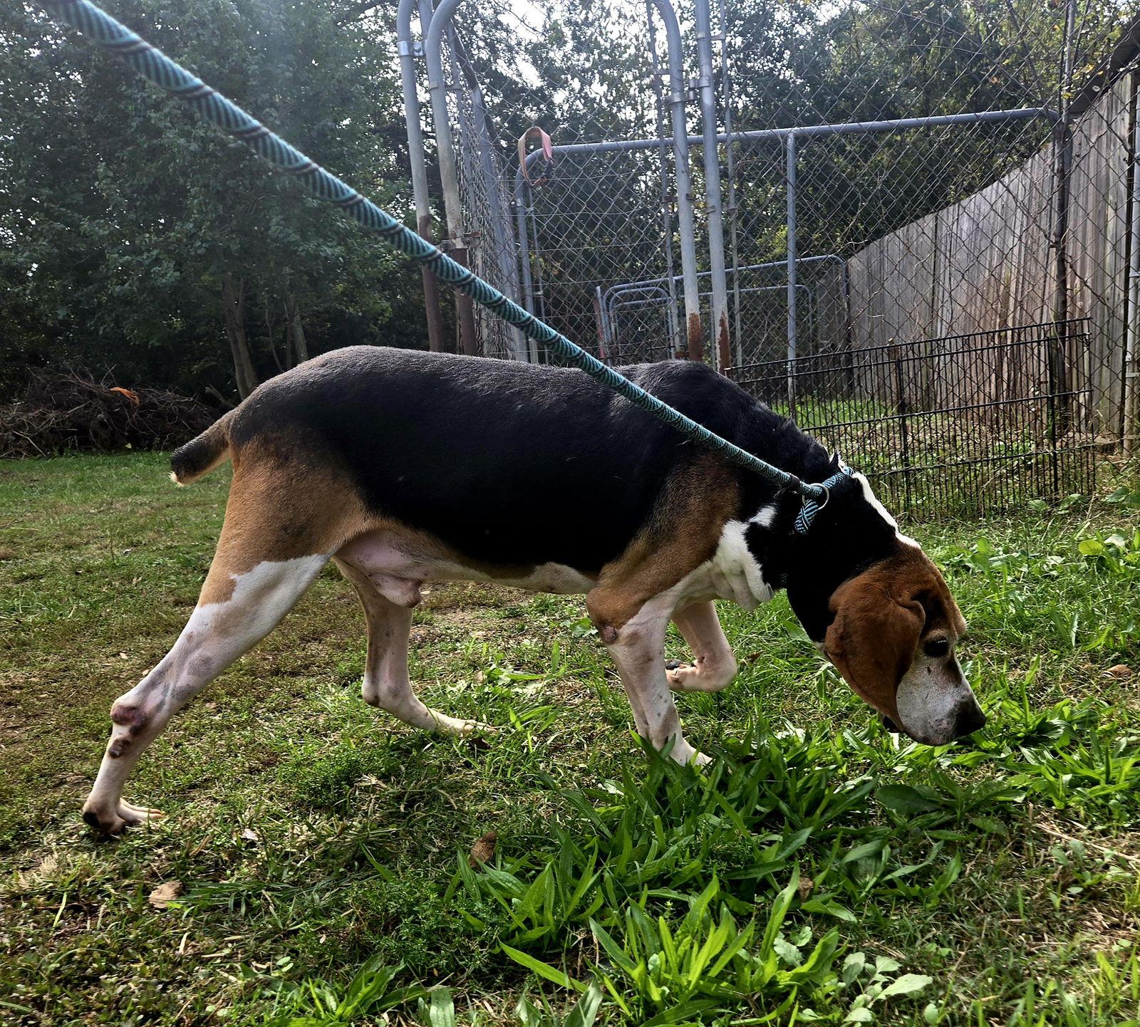 Rocko — thumbnail 3