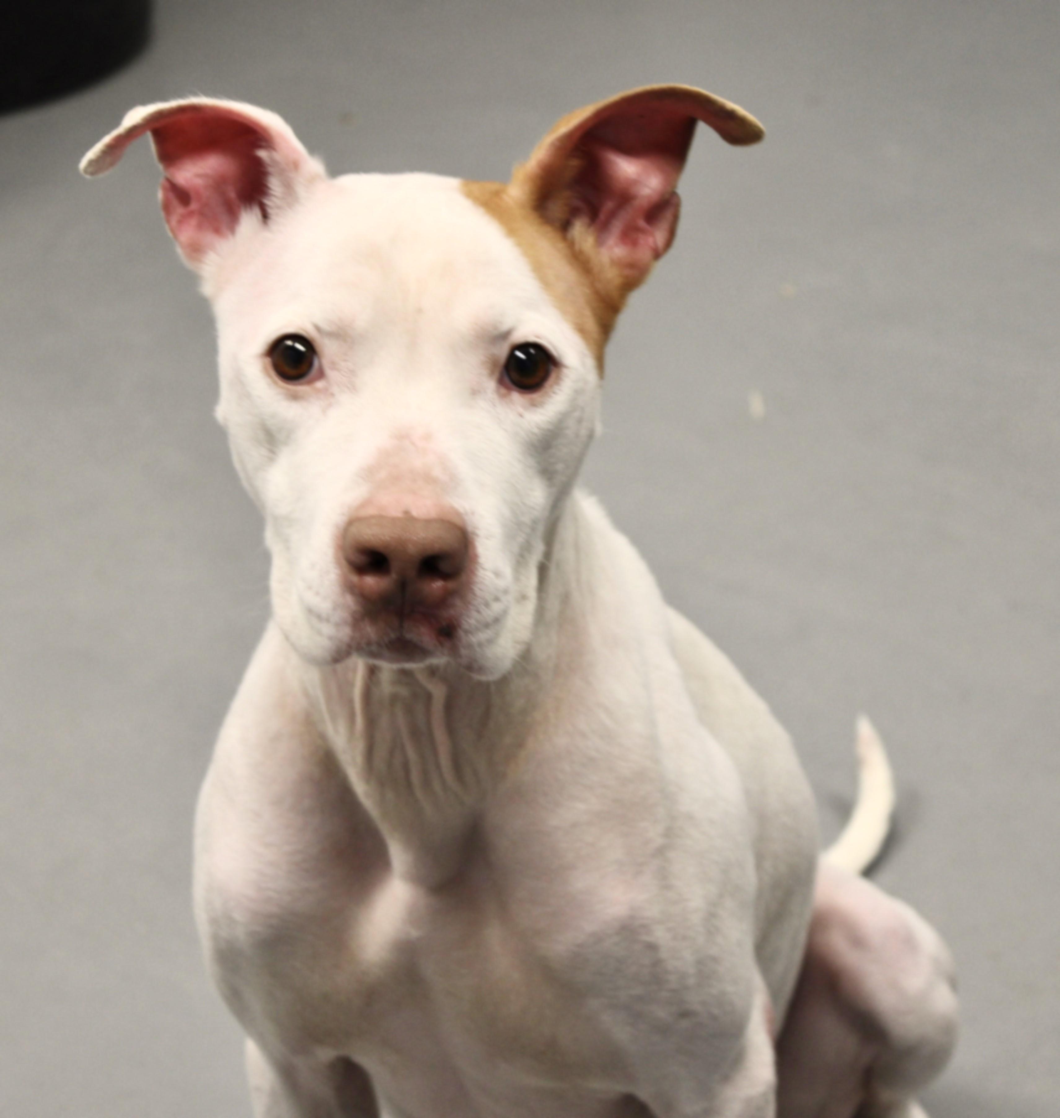 GUNNER, ADOPTABLE, Adult Male American Staffordshire Terrier.