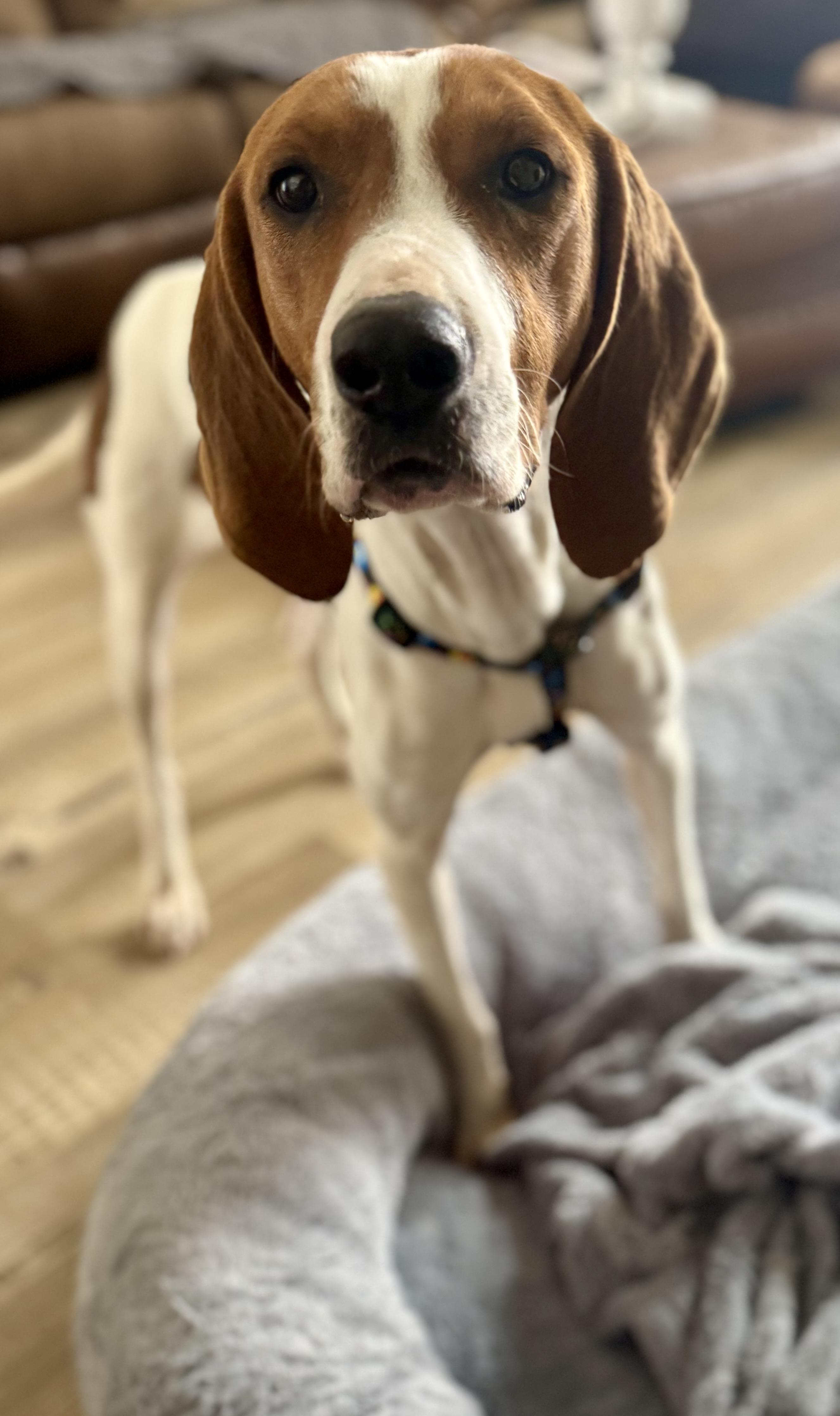 Enlarge Mango , a ADOPTABLE Treeing Walker Coonhound in Johns Island , SC image 4/5