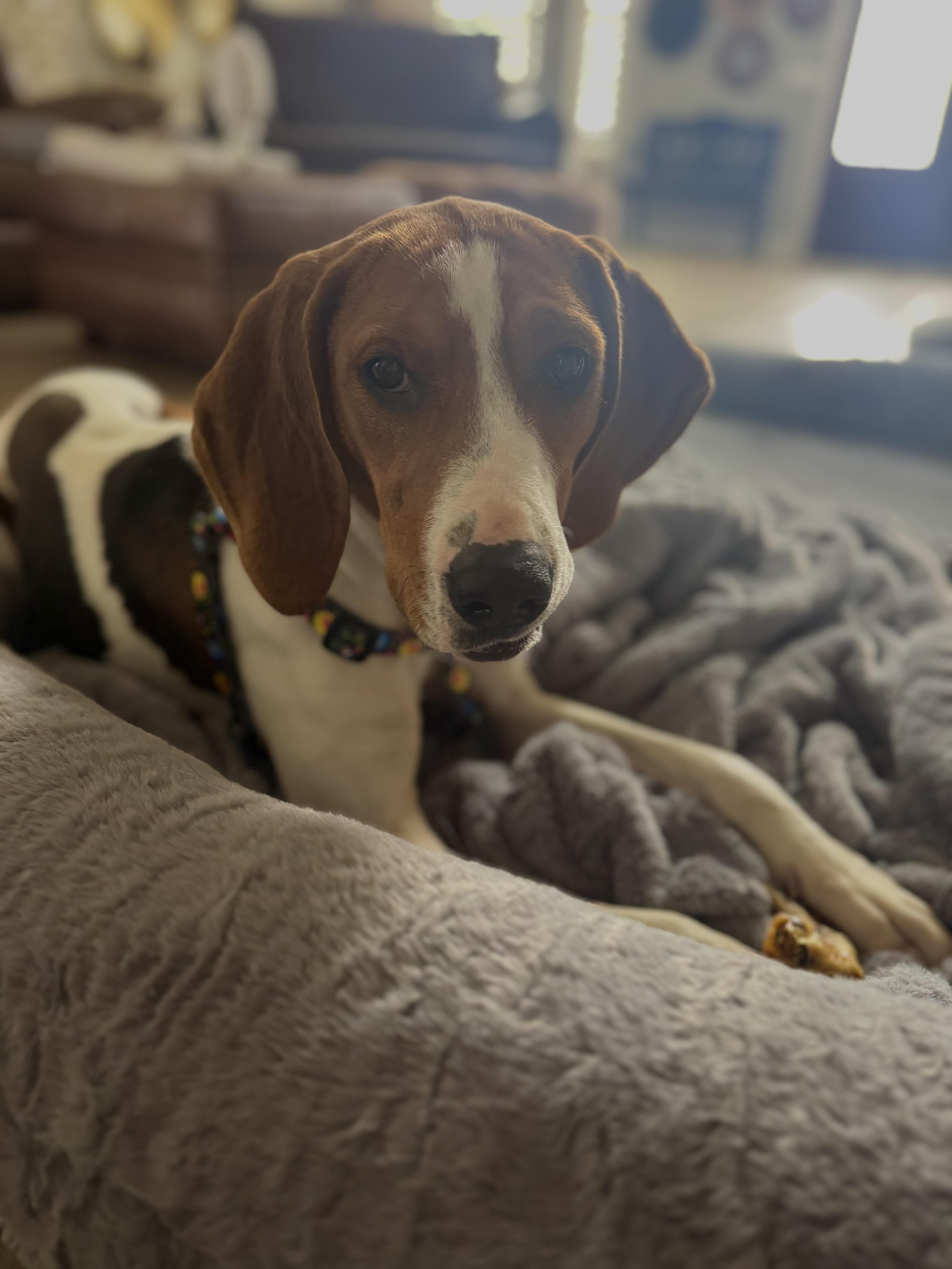 Enlarge Mango , a ADOPTABLE Treeing Walker Coonhound in Johns Island , SC image 3/5