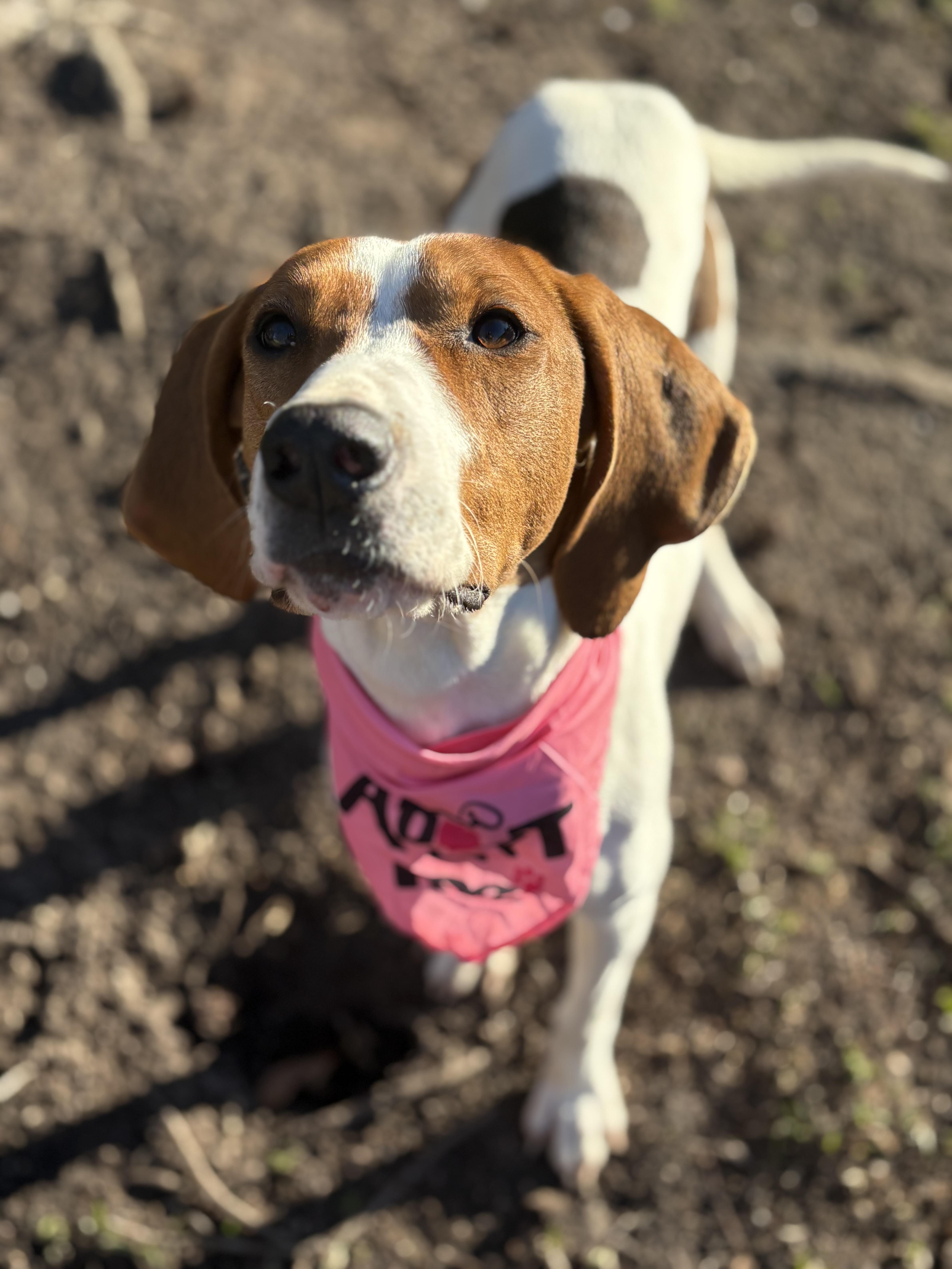 Mango , ADOPTABLE, Young Female Treeing Walker Coonhound.