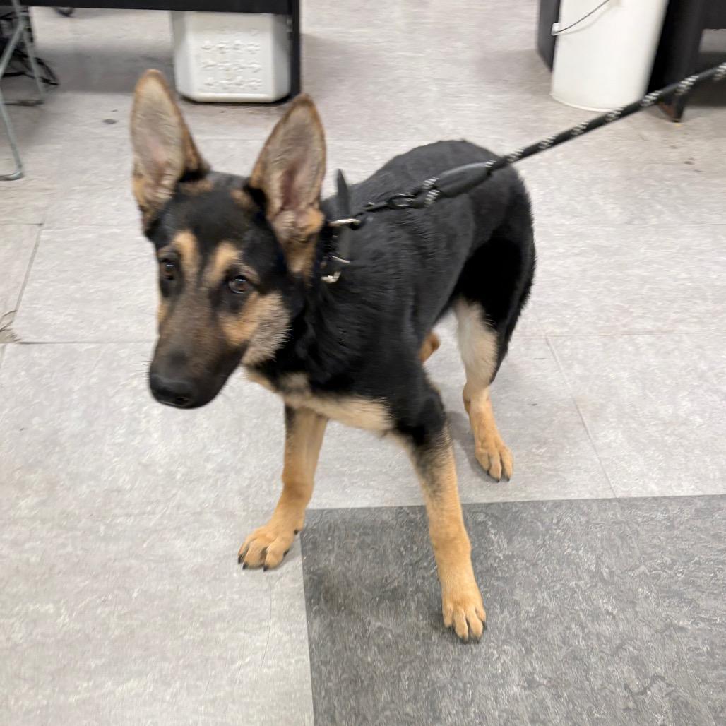 Pandora, Adoptable, Young Female German Shepherd Dog.